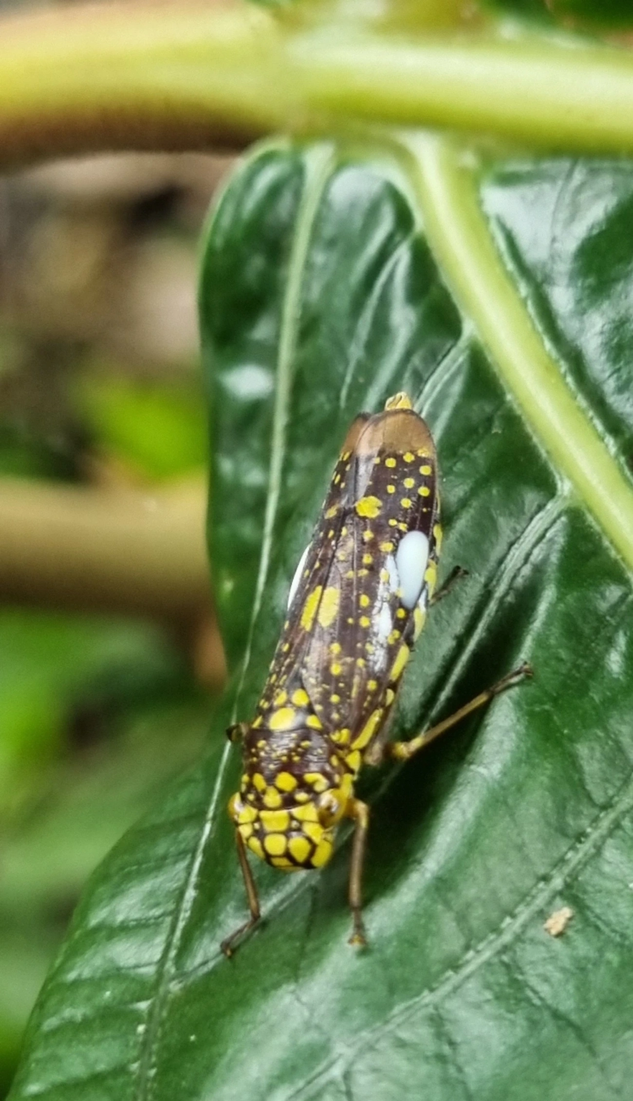 Cigarrinha-de-espinho (Molomea magna), insetos, fotografado em Paúba, São Sebastião