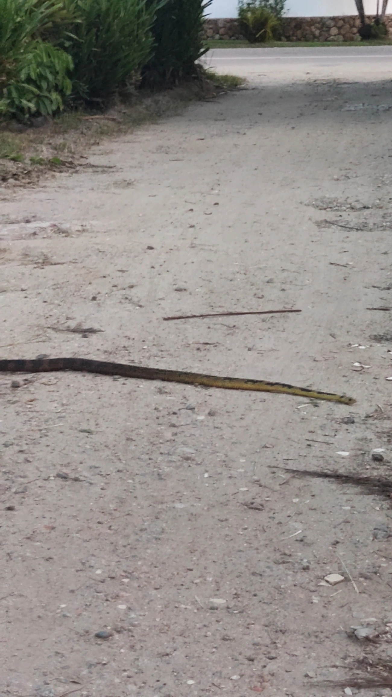 Caninana (Spilotes pullatus), répteis, fotografado em Maresias, São Sebastião