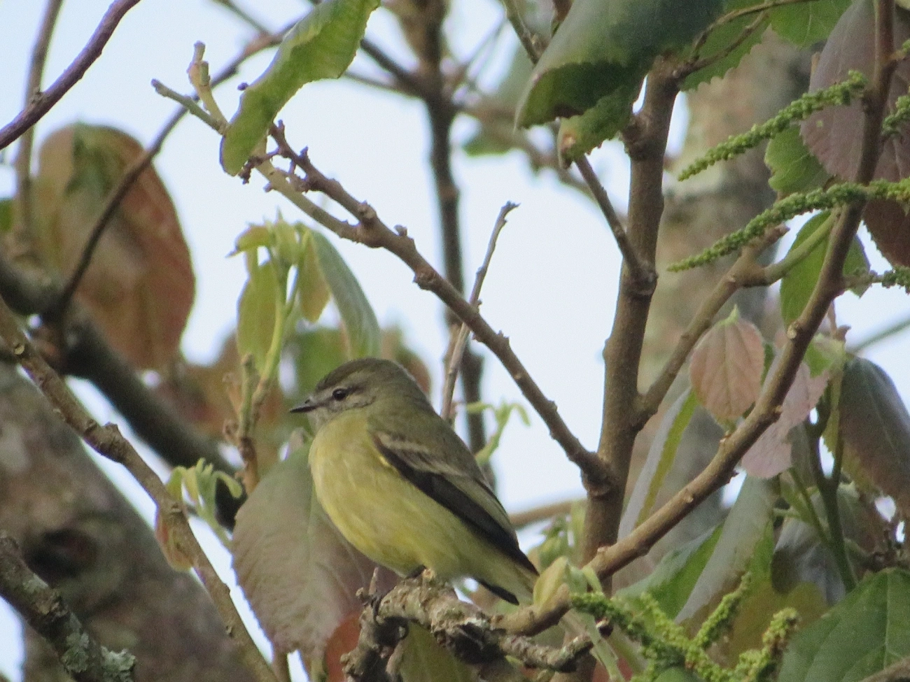 Piolhinho (Phyllomyias fasciatus), aves, fotografado em Maresias, São Sebastião