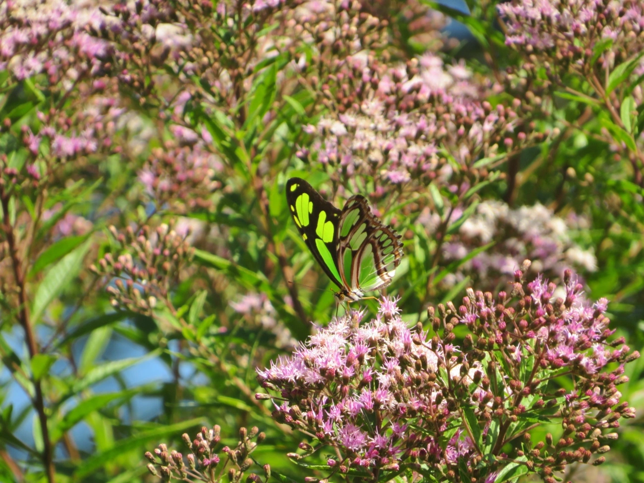 Borboleta-esmeralda (Philaethria wernickei), insetos, fotografado em Maresias, São Sebastião