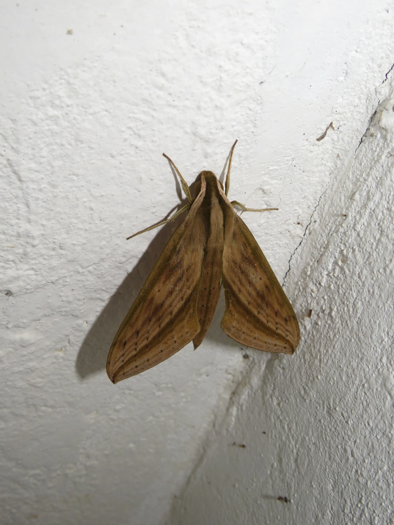 Mariposa-esfinge (Xylophanes anubus), insetos, fotografado em Maresias, São Sebastião