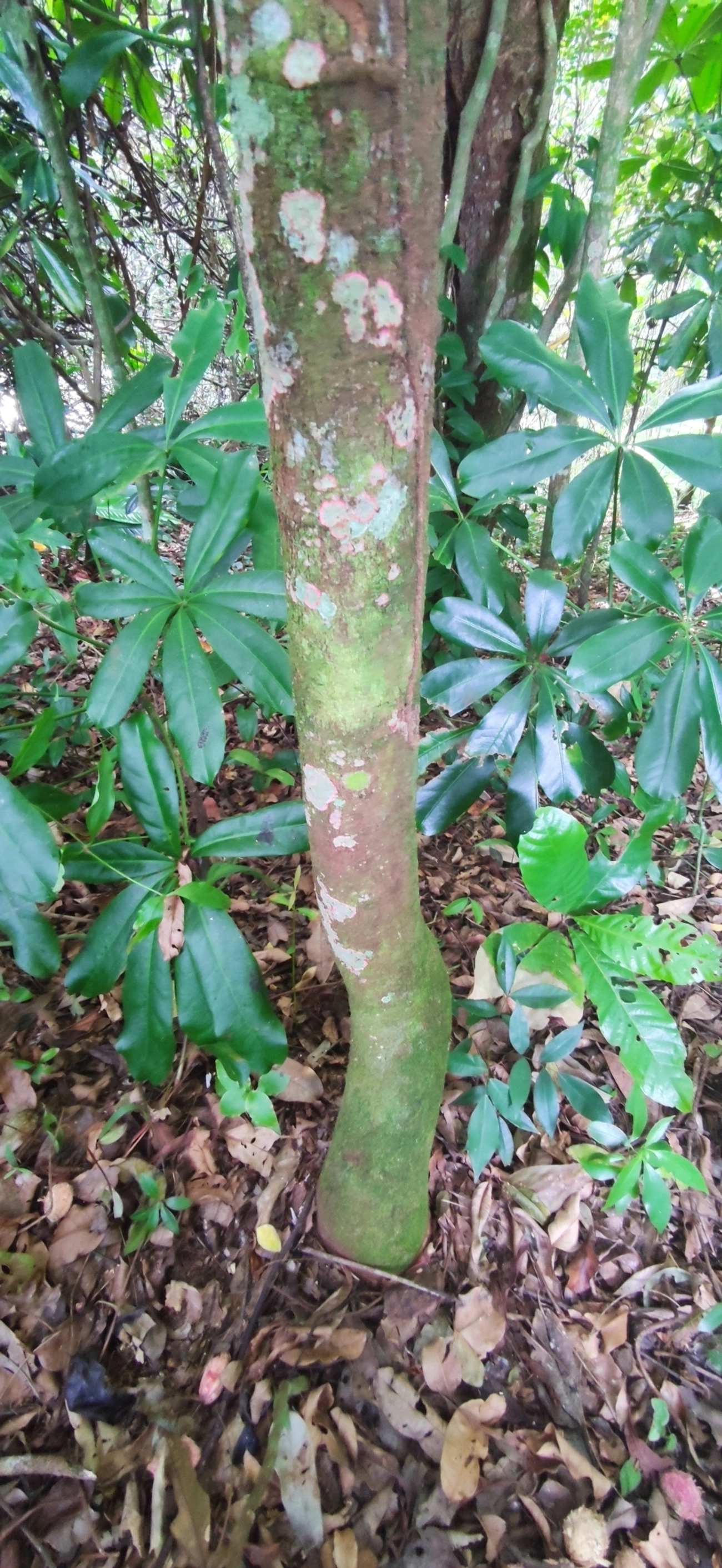 Ingarana (Jupunba trapezifolia micradenia), plantas, fotografado em Maresias, São Sebastião