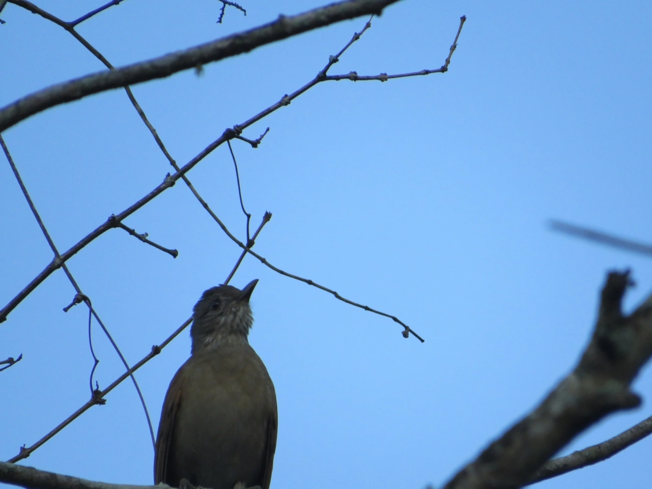 Sabiá-barranco (Turdus leucomelas), aves, fotografado em Maresias, São Sebastião