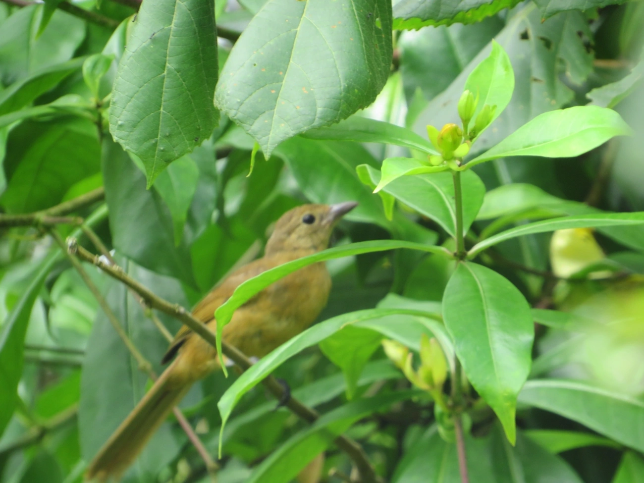 Tiê-galo (Loriotus cristatus), aves, fotografado em Maresias, São Sebastião