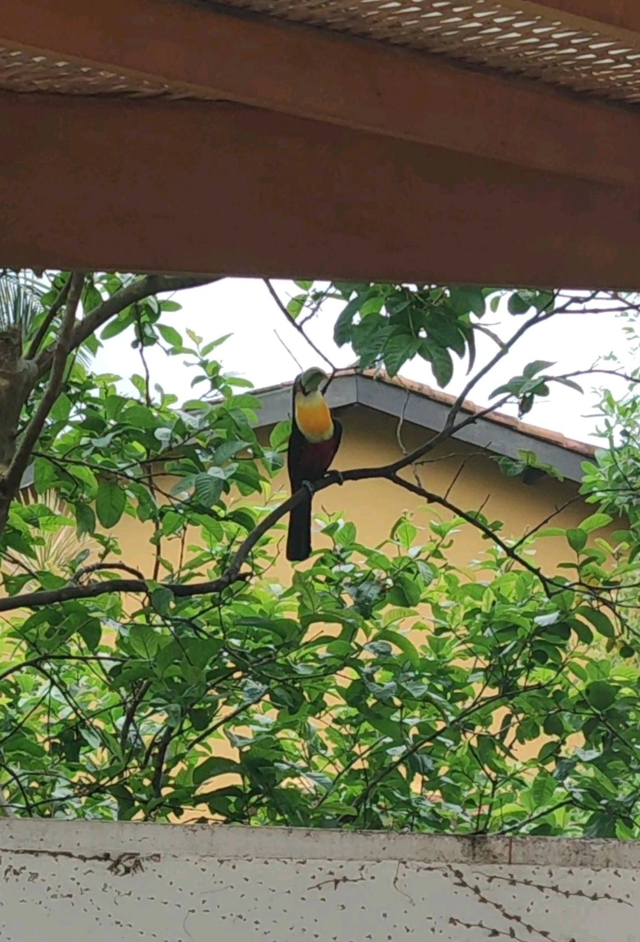 Tucano-de-bico-verde (Ramphastos dicolorus), aves, fotografado em Maresias, São Sebastião