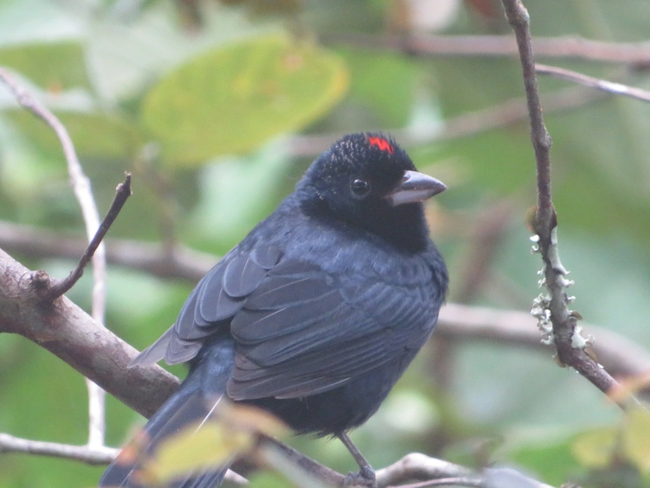 Tiê-preto (Tachyphonus coronatus), aves, fotografado em Maresias, São Sebastião