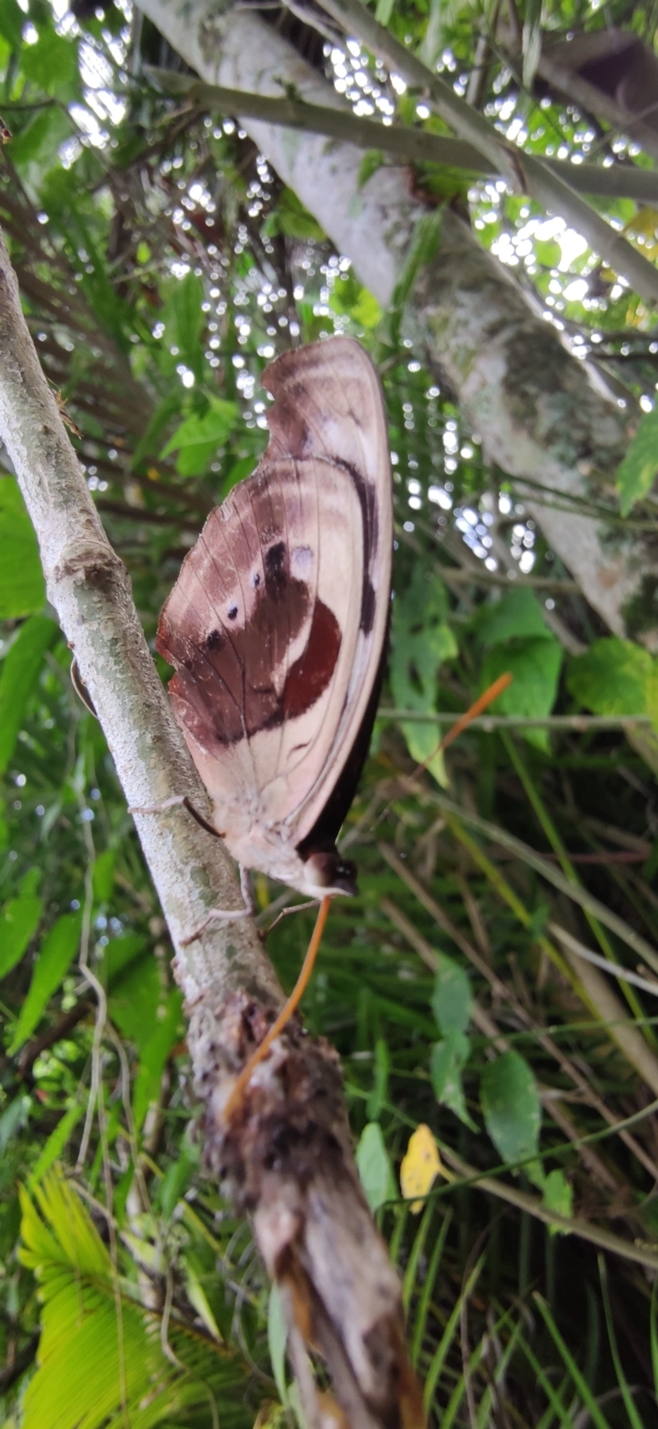 Catones (Catonephele), insetos, fotografado em Maresias, São Sebastião