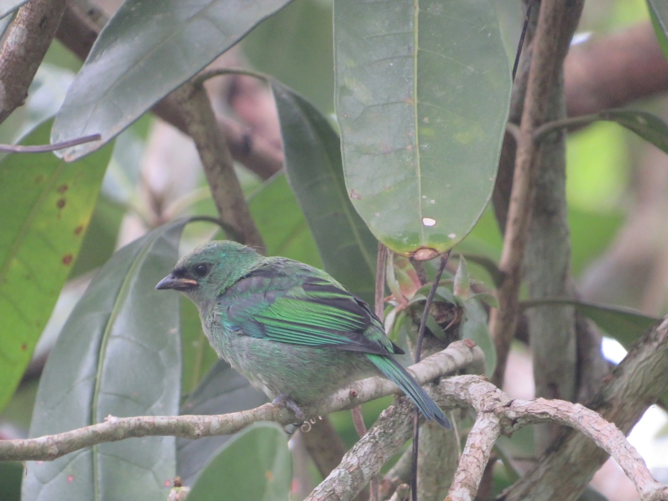 Saíra-sete-cores (Tangara seledon), aves, fotografado em Maresias, São Sebastião