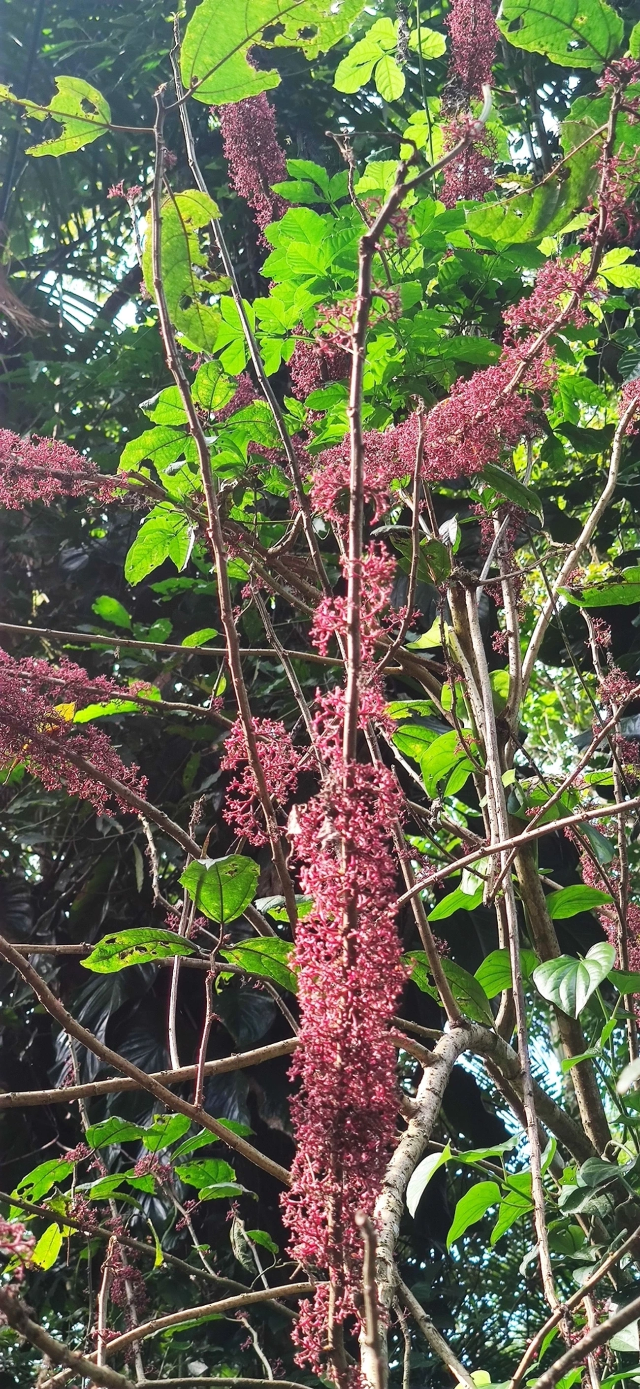 Urtiga-brava (Urera baccifera), plantas, fotografado em Camburí, São Sebastião
