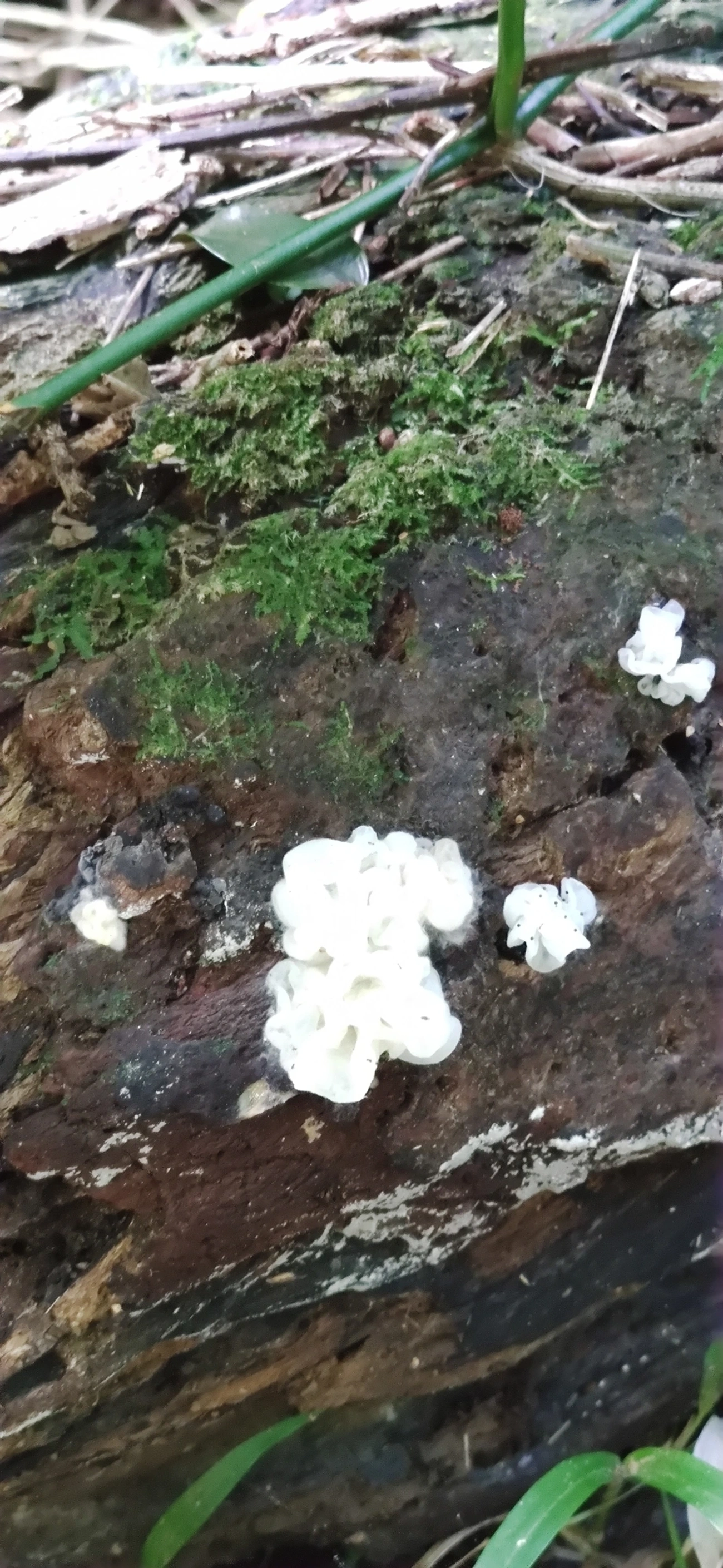 Protohydnum pululahuanum, fungos, fotografado em Maresias, São Sebastião