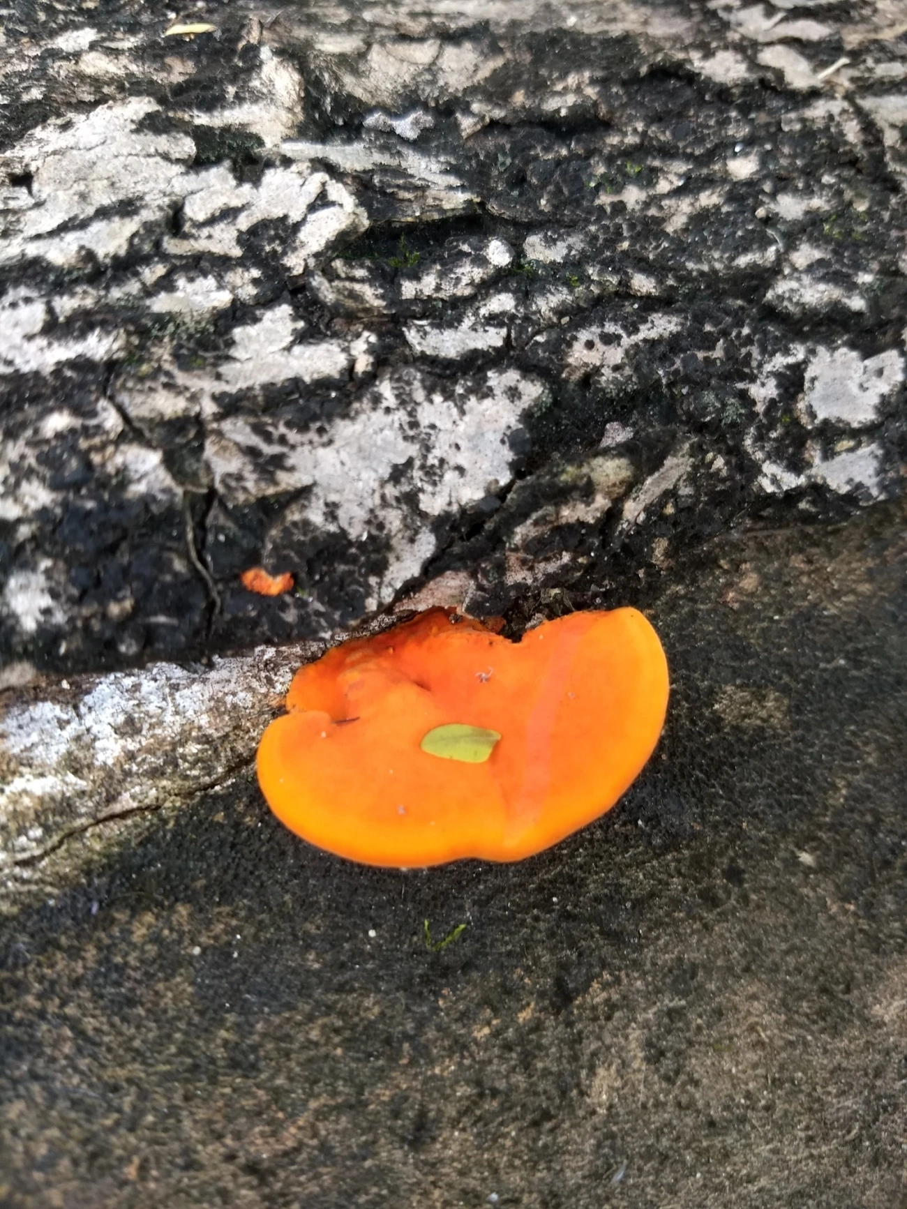 Orelha-de-pau (Trametes sanguinea), fungos, fotografado em Indaiá, Caraguatatuba