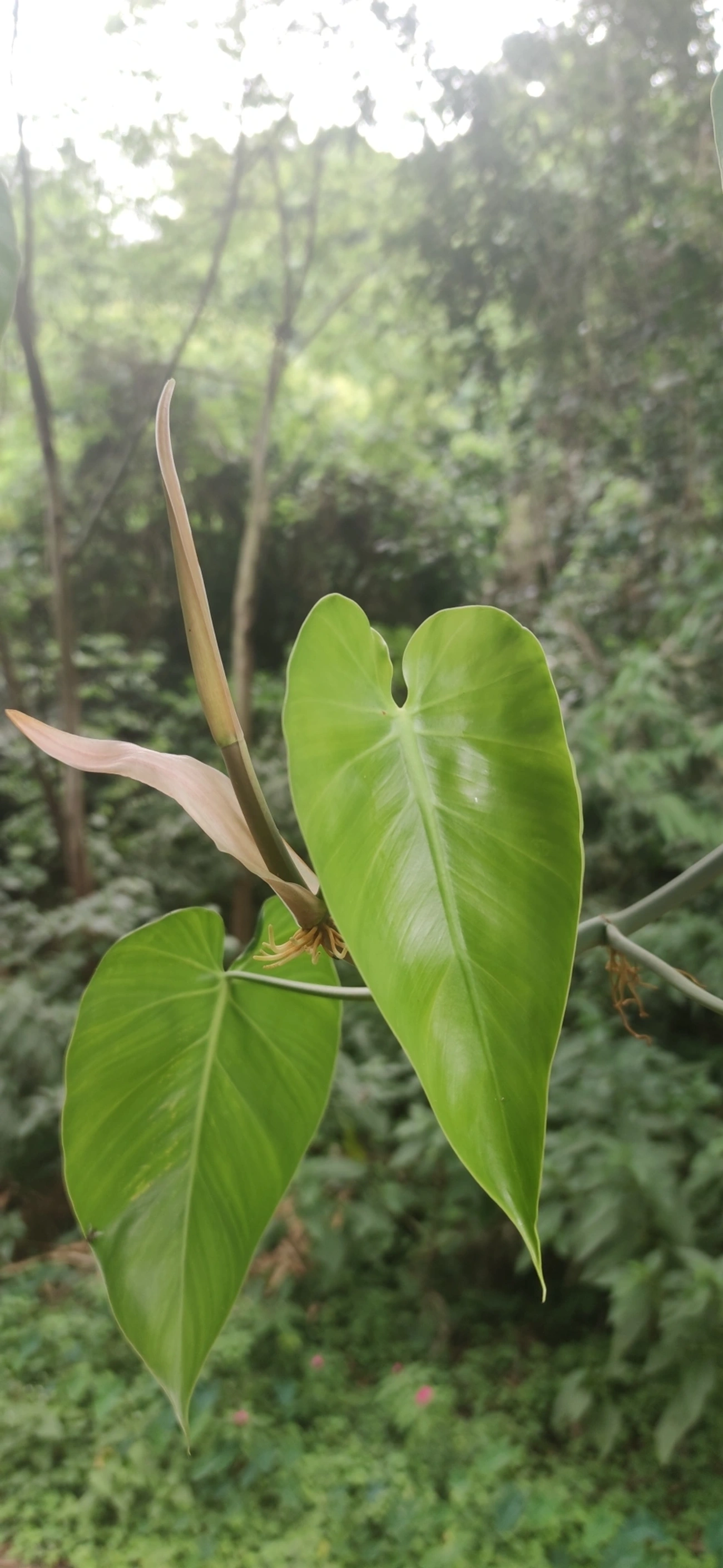 Filodendro-coração (Philodendron hederaceum), plantas, fotografado em Paúba, São Sebastião