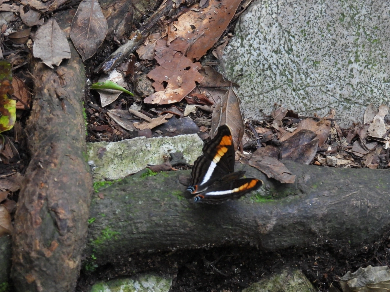 Doxocopa linda, insetos, fotografado em Cabreúva
