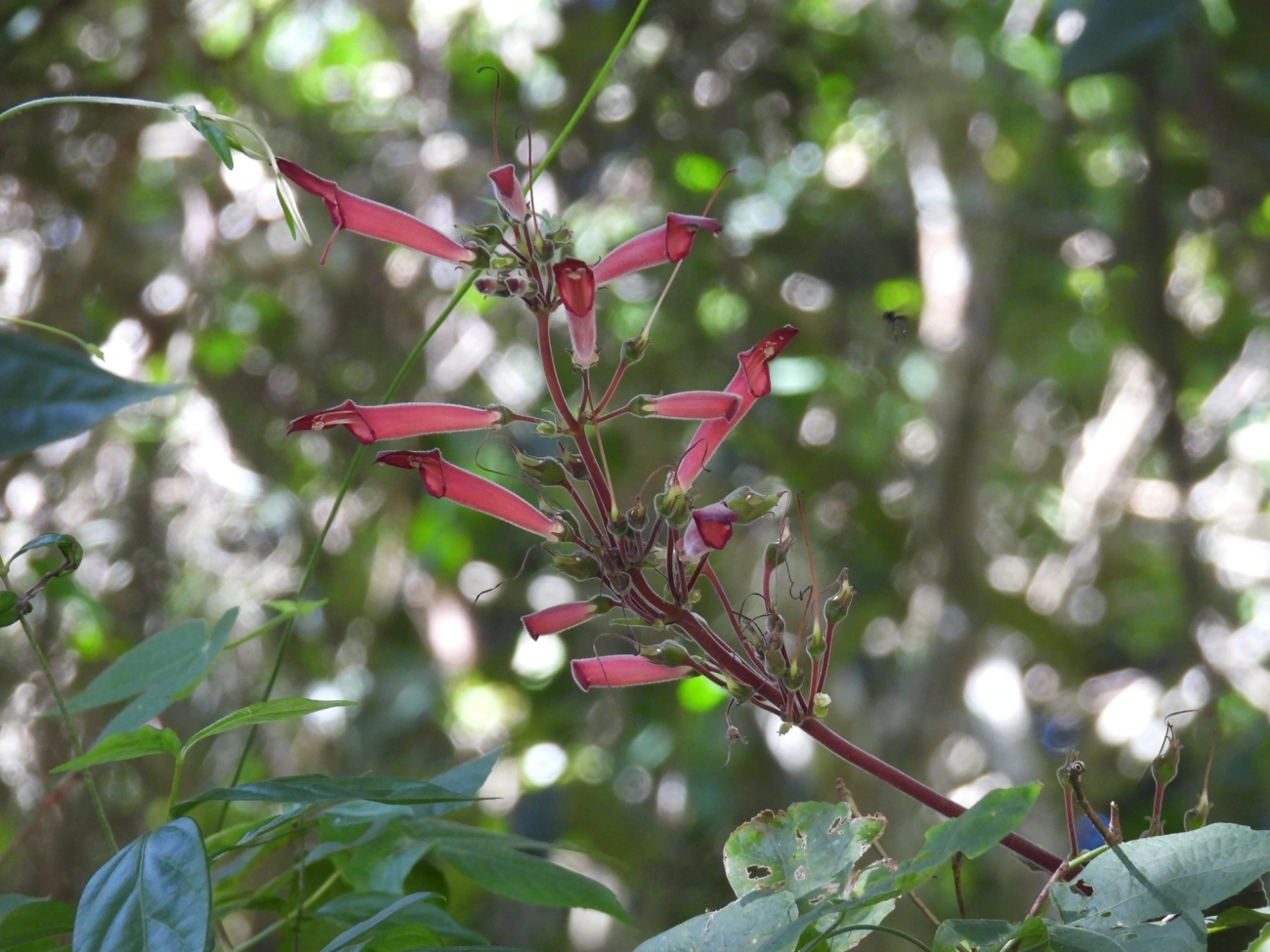 Sinningia iarae, plantas, fotografado em Siriúba, Ilhabela