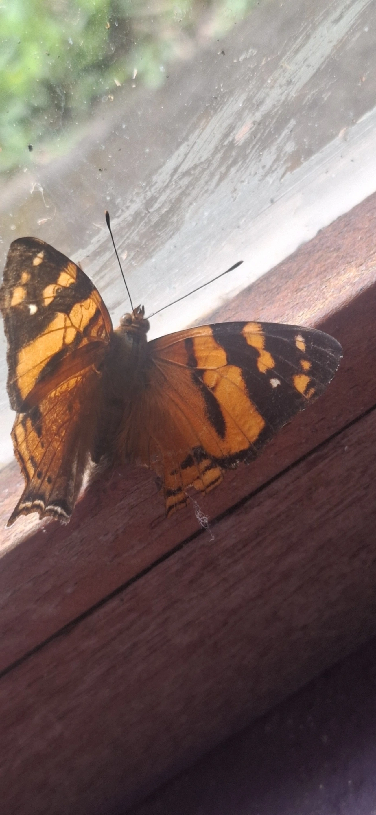 Mapa-laranja (Hypanartia lethe), insetos, fotografado em Queluz