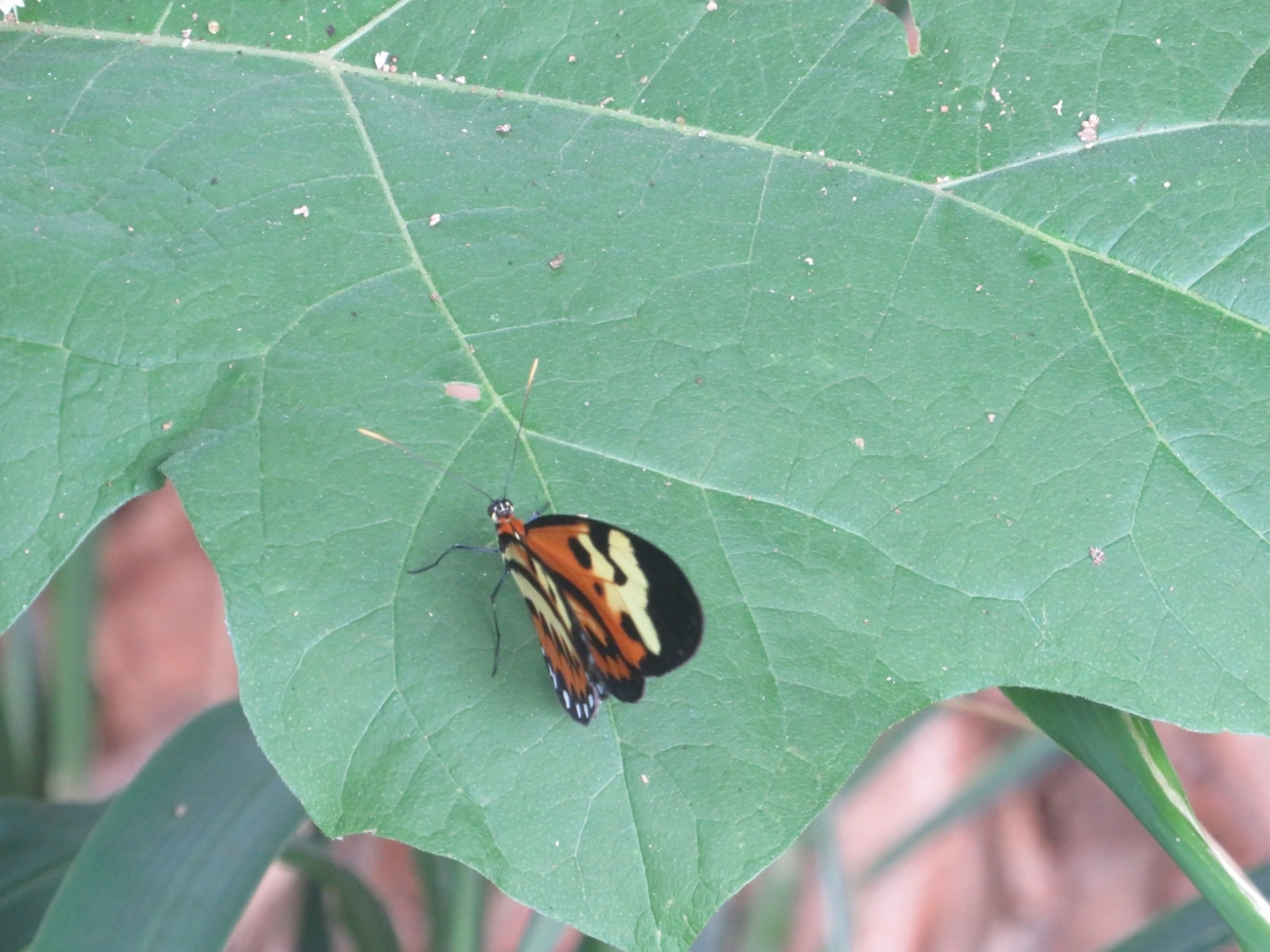 Borboleta-Tigre (Mechanitis polymnia), insetos, fotografado em Ilhabela
