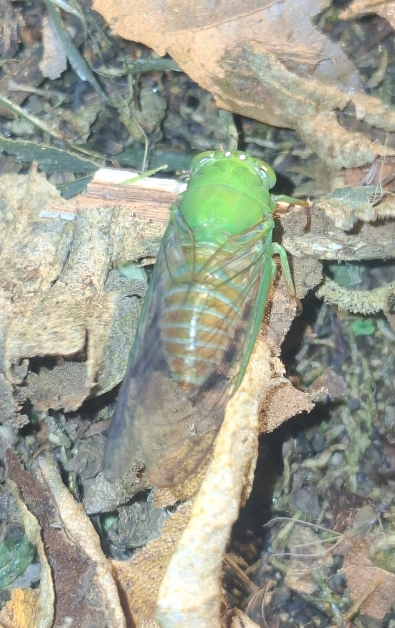 Carineta spoliata, insetos, fotografado em Queluz