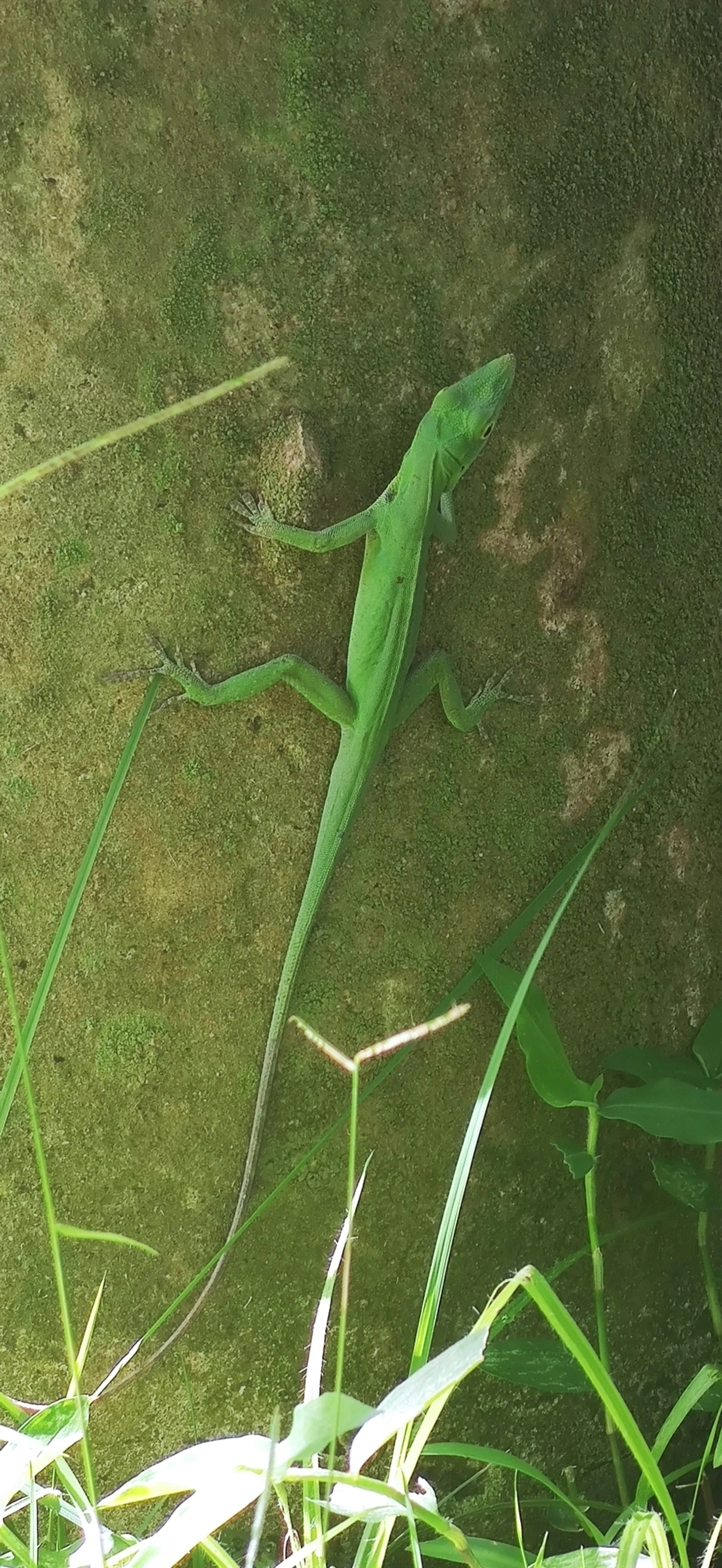 Lagarto papa-vento (Anolis punctatus), répteis, fotografado em Maresias, São Sebastião