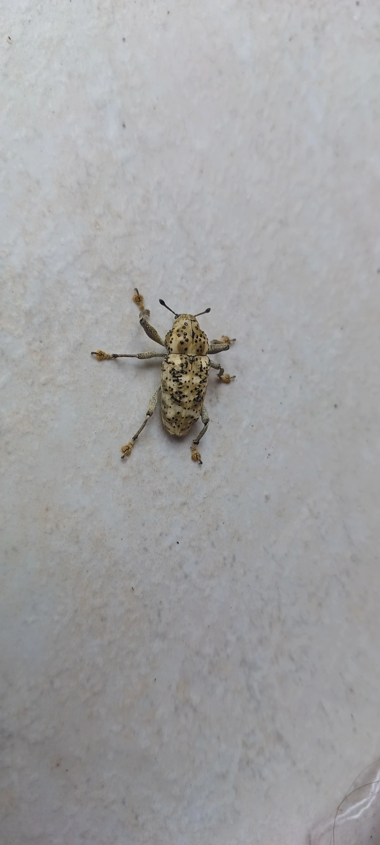 Broca-da-ráquis-foliar (Ameris ynca), insetos, fotografado em Maresias, São Sebastião