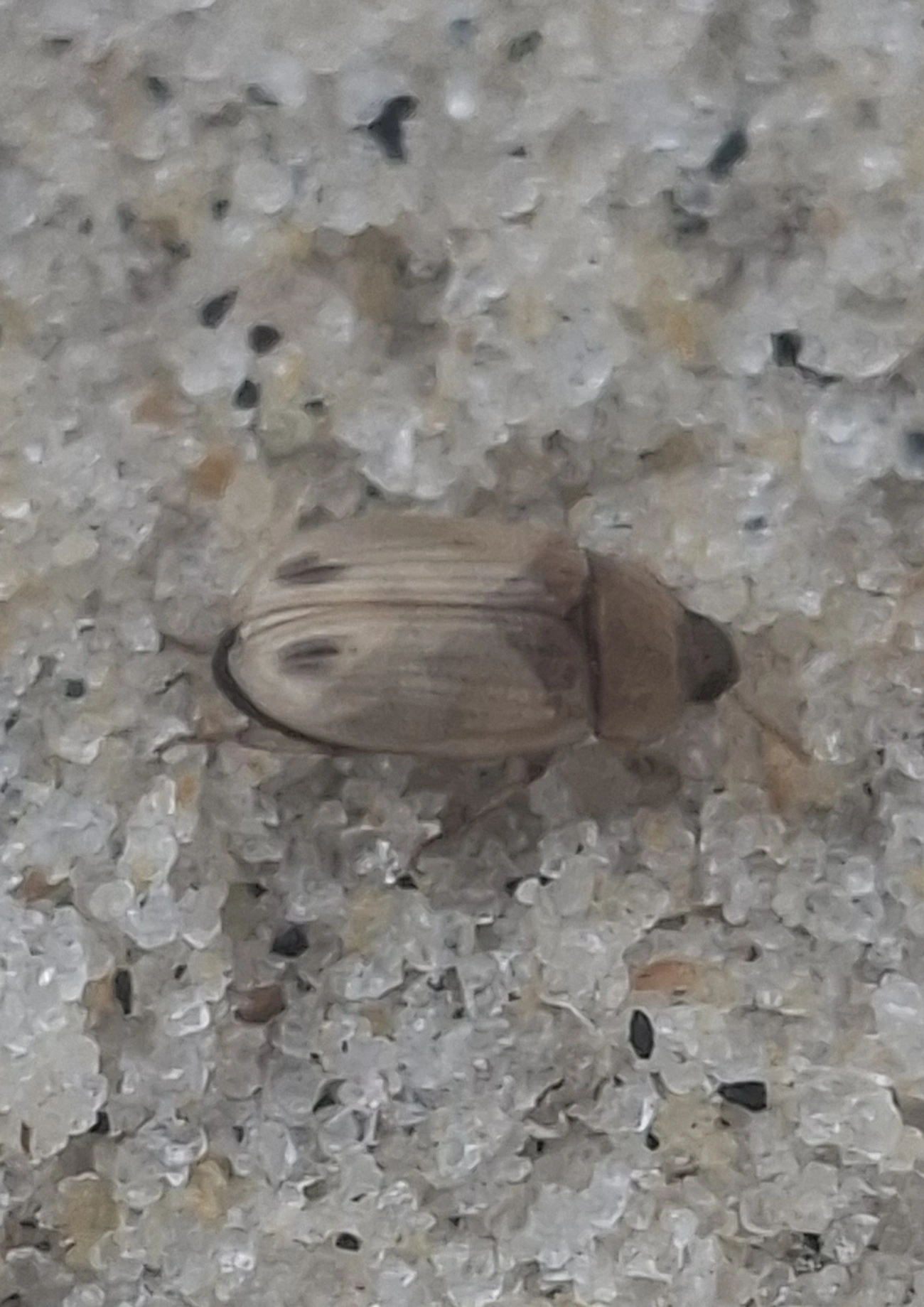 Phaleria, insetos, fotografado em Maresias, São Sebastião