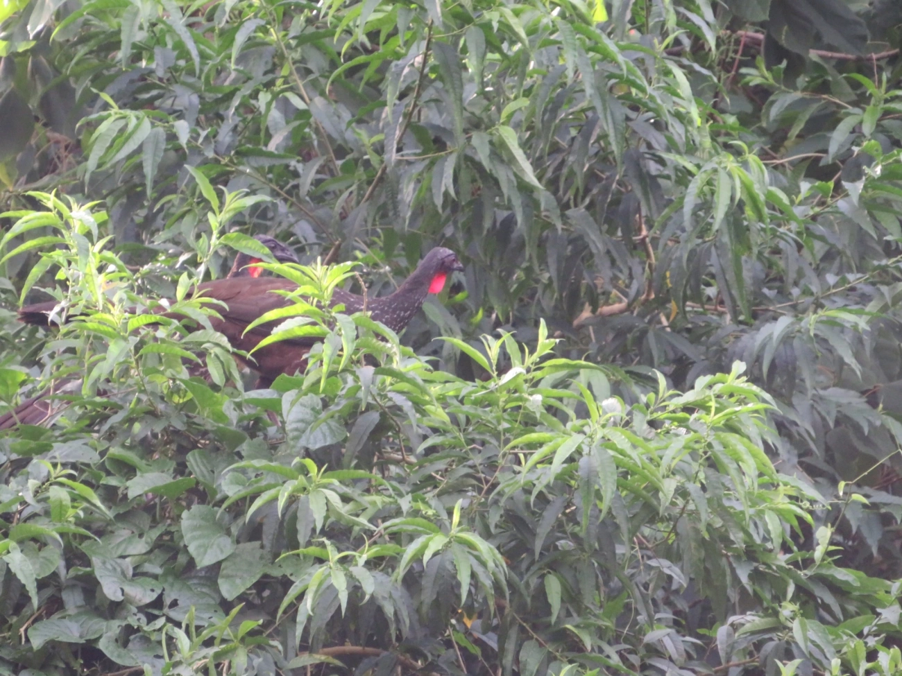 Jacuaçu (Penelope obscura), aves, fotografado em Maresias, São Sebastião
