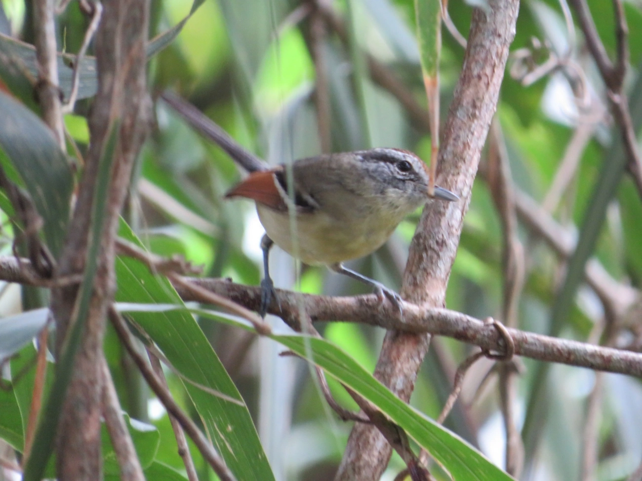 Chorozinho-de-Asa-Vermelha (Herpsilochmus rufimarginatus), aves, fotografado em Maresias, São Sebastião