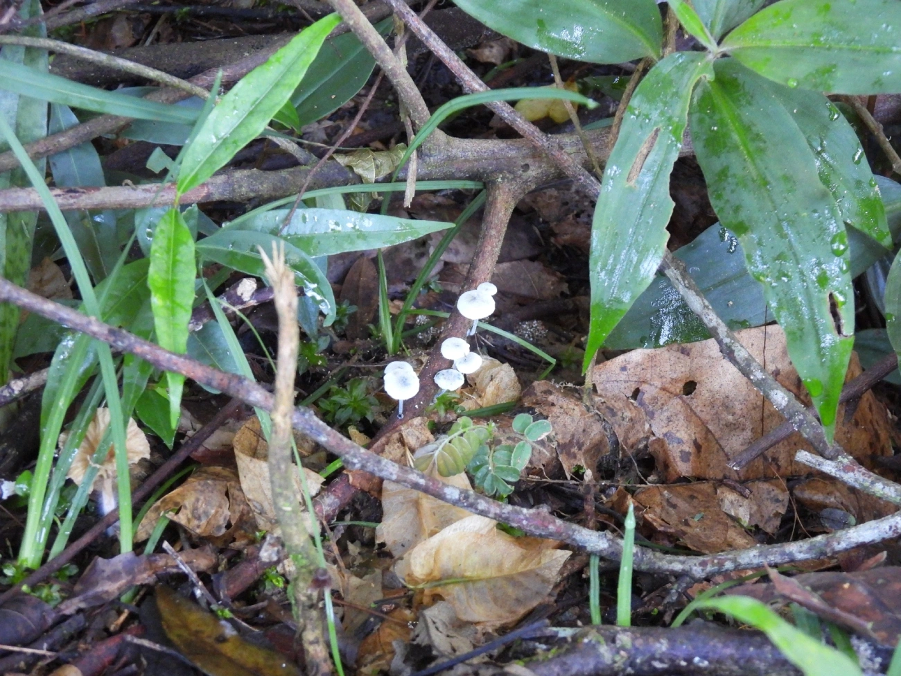 Clitocybula azurea, fungos, fotografado em Queluz