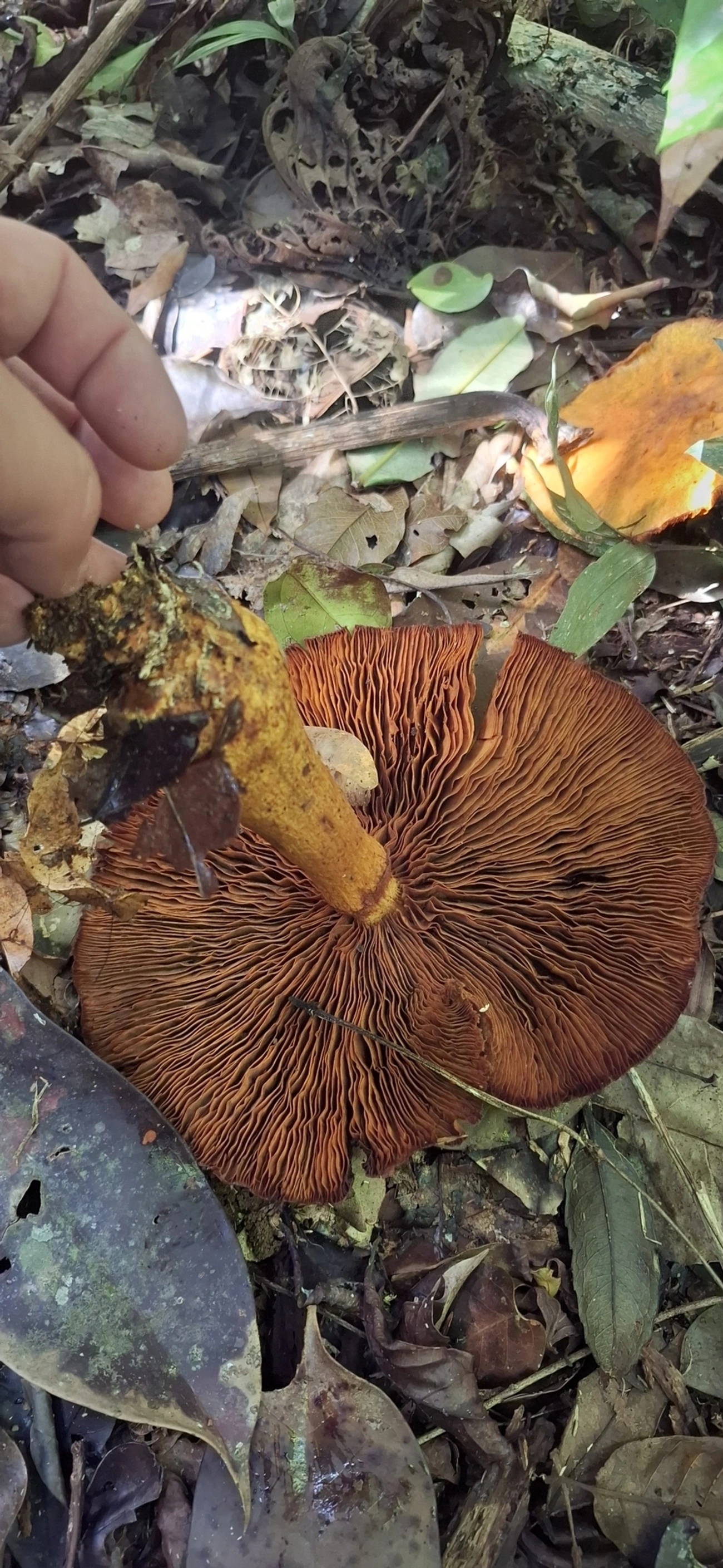 Cogumelos Lamelados (Agaricales), fungos, fotografado em Enxovas, Ilhabela
