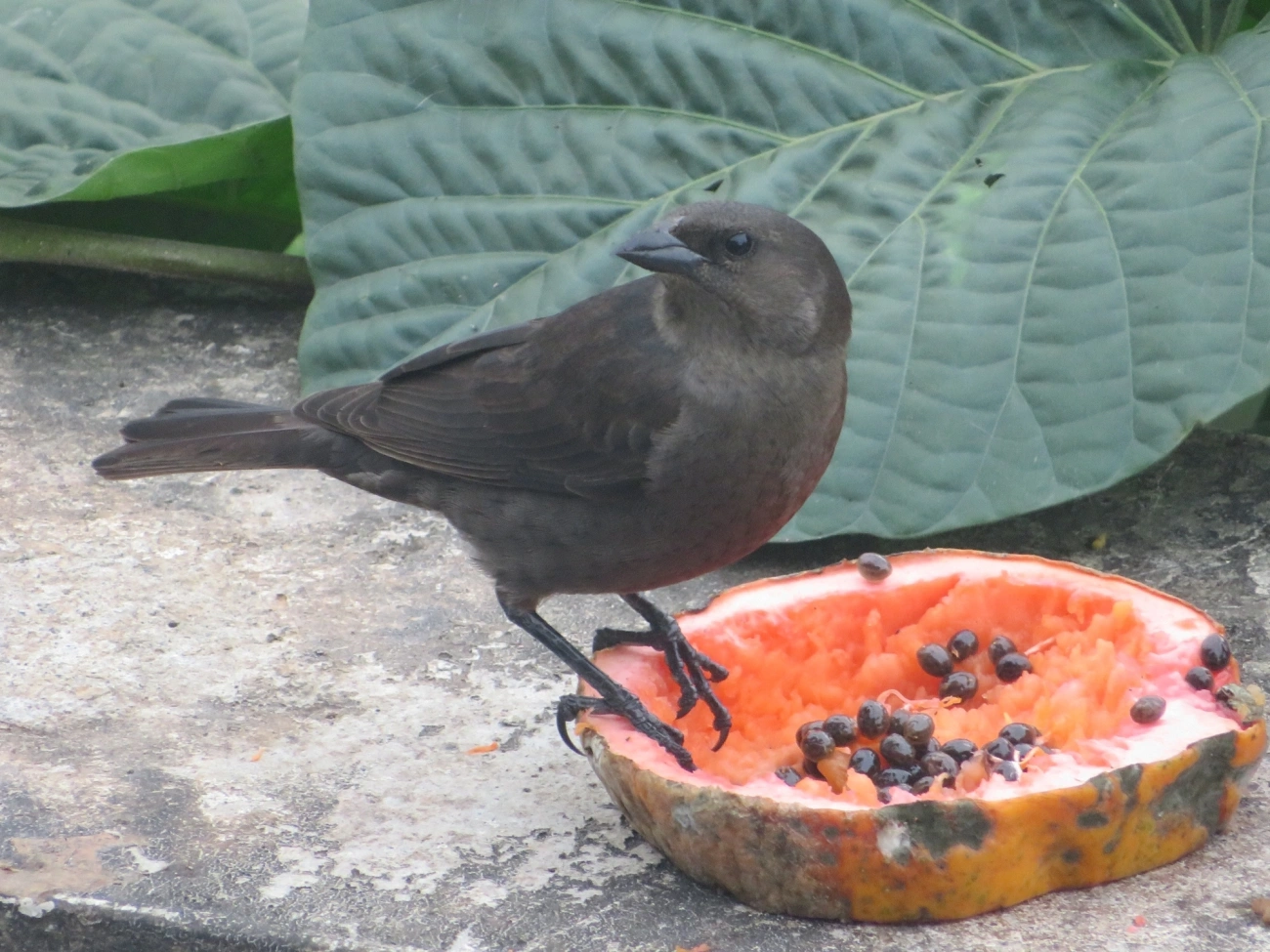 Chupim (Molothrus bonariensis), aves, fotografado em Maresias, São Sebastião