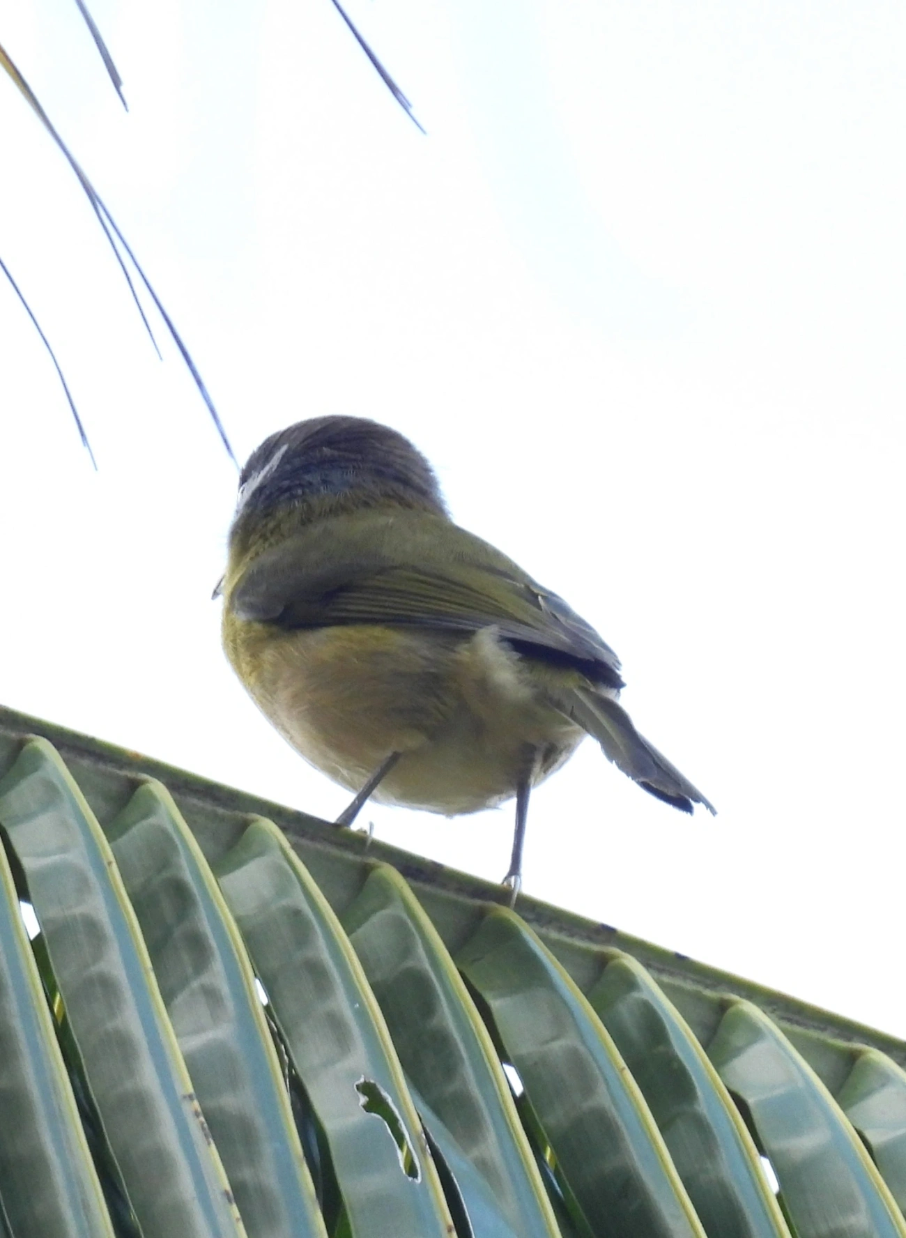 Pitiguari (Cyclarhis gujanensis), aves, fotografado em Perequê, Ilhabela