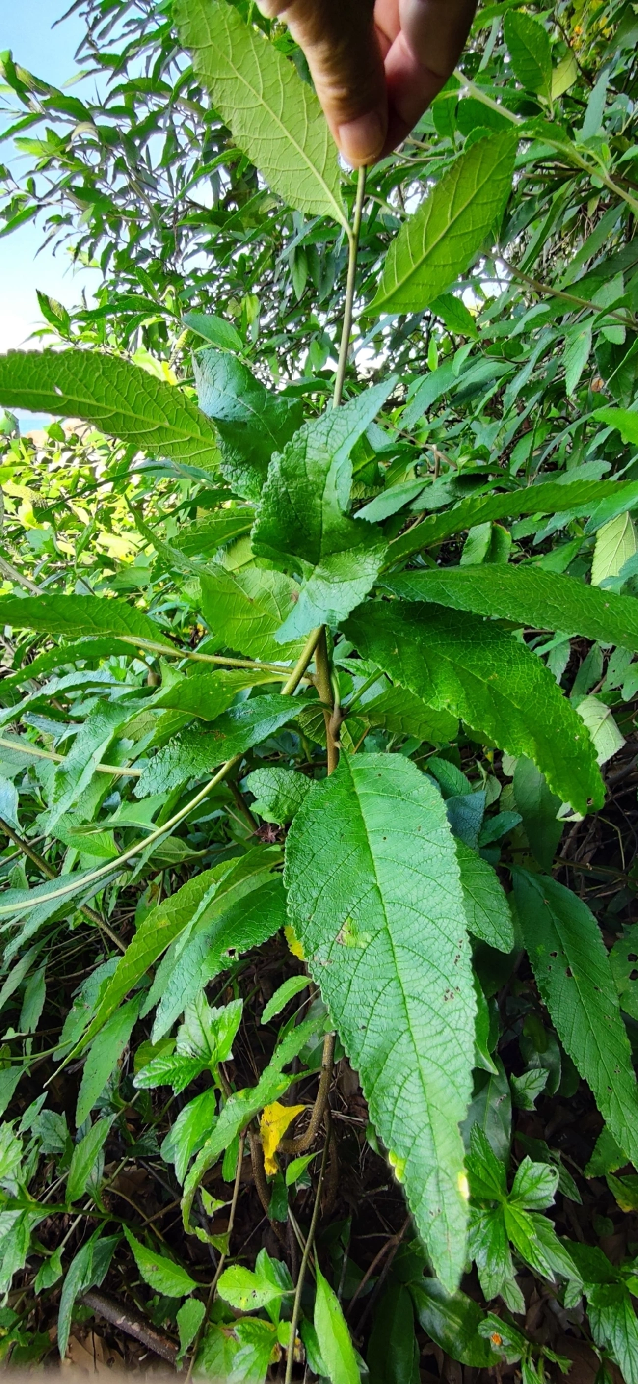 Erva-baleeira (Varronia curassavica), plantas, fotografado em Caraguatatuba