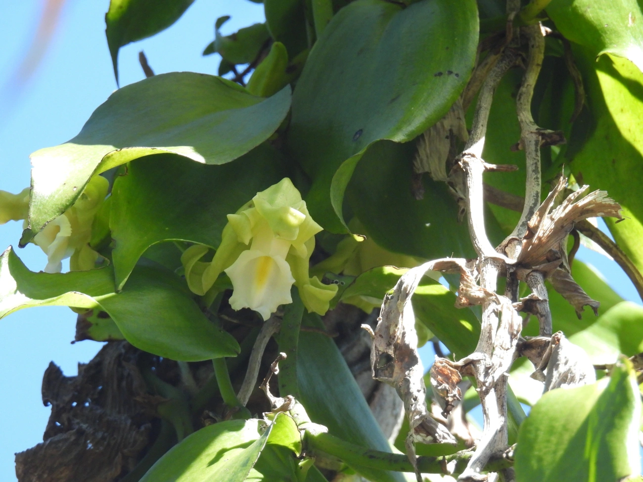 Baunilha (Vanilla arcuata), plantas, fotografado em Maresias, São Sebastião