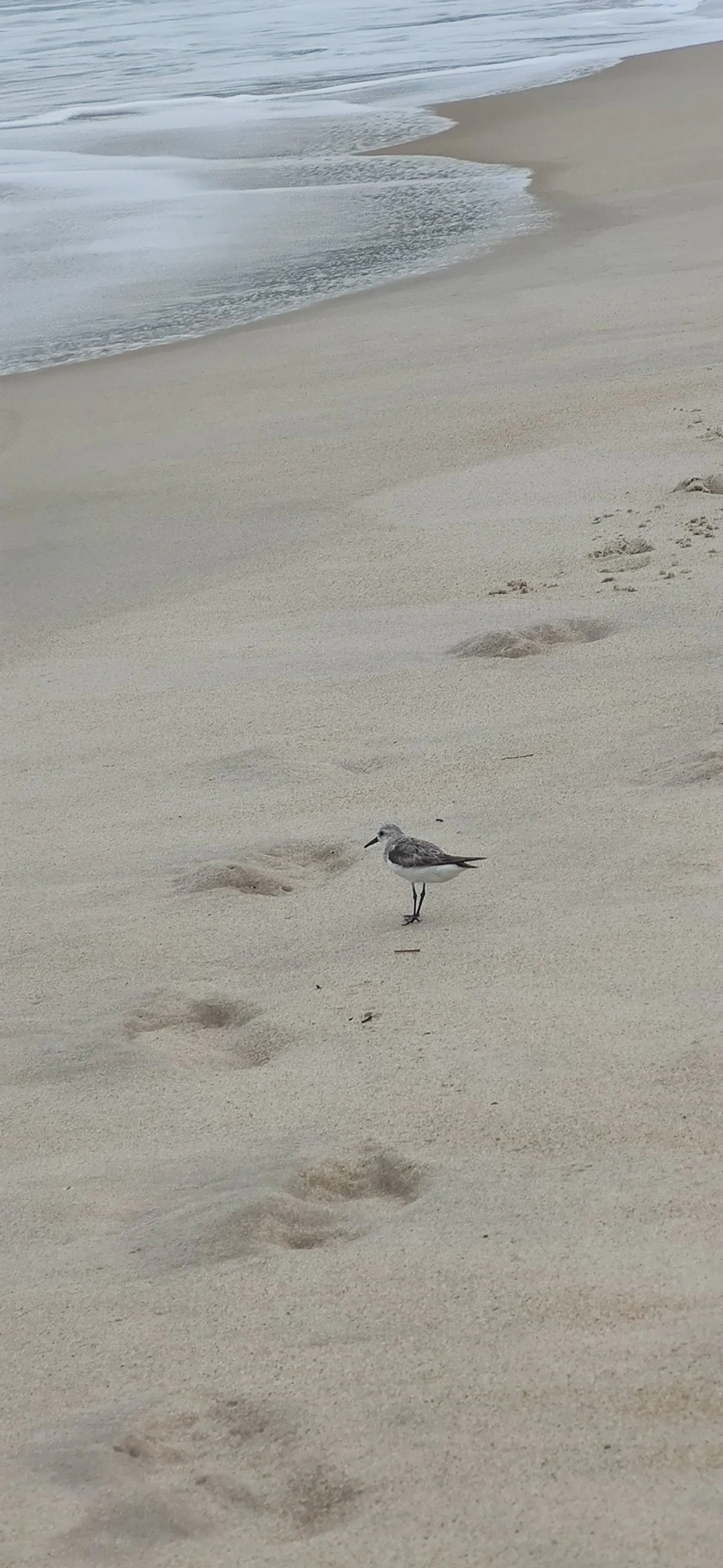 Maçarico-branco (Calidris alba), aves, fotografado em Maresias, São Sebastião