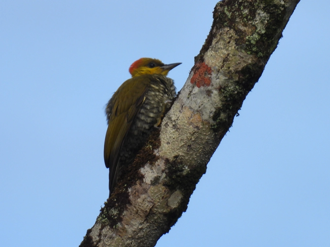 Pica-pau-bufador (Piculus flavigula), aves, fotografado em Maresias, São Sebastião