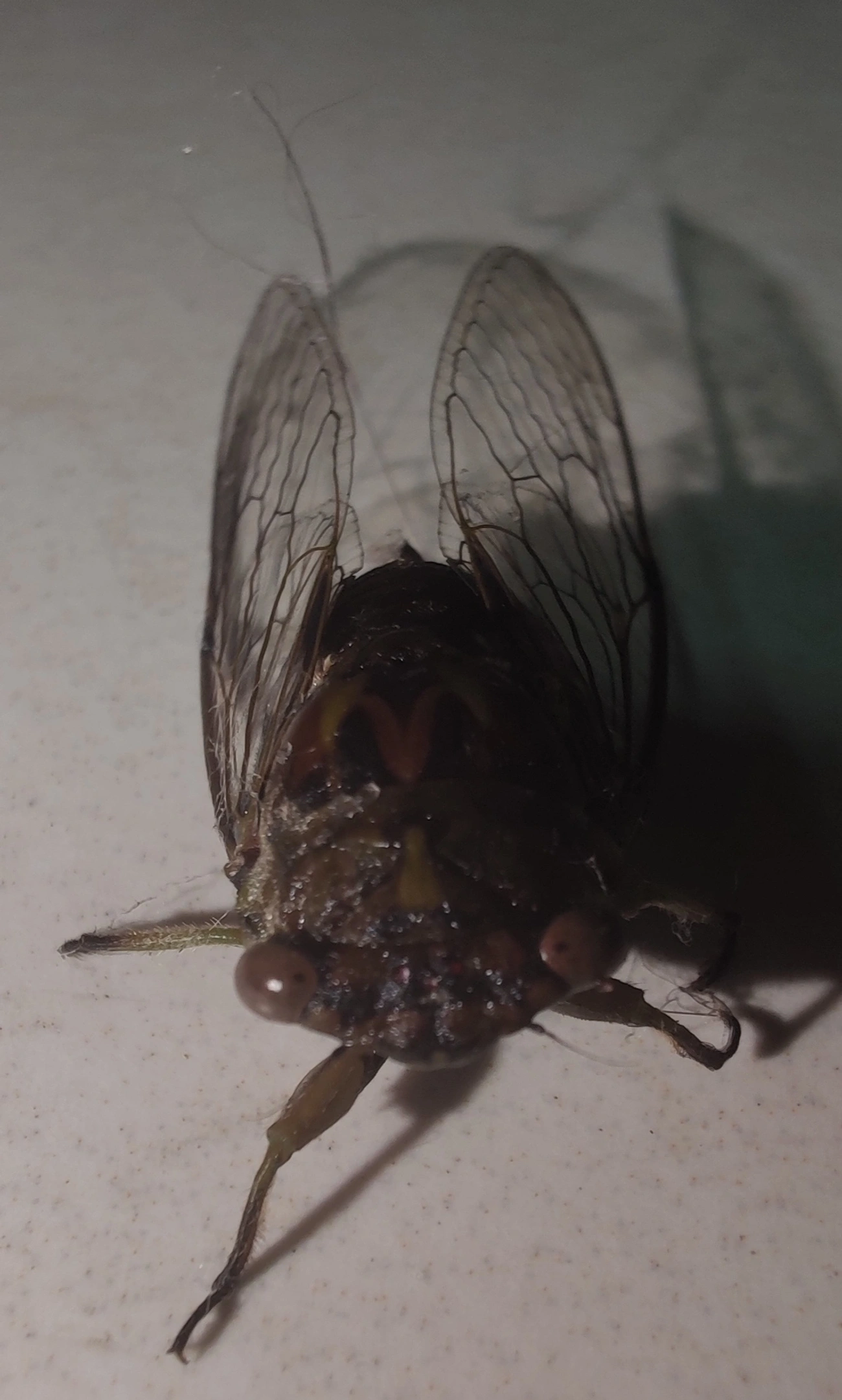 Cigarras (Cicadoidea), insetos, fotografado em Maresias, São Sebastião