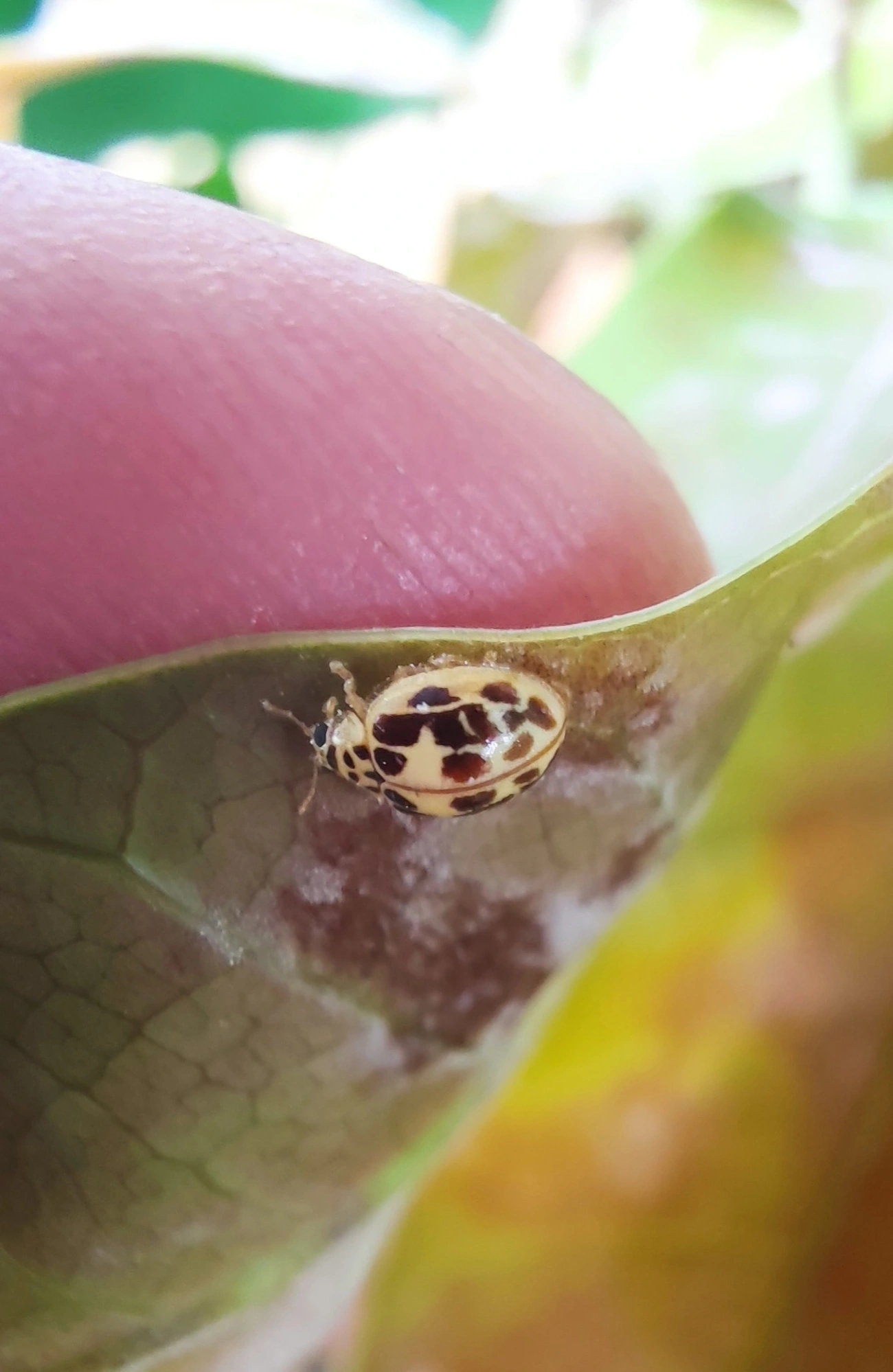 Joaninha-do-oídio (Psyllobora confluens), insetos, fotografado em Bela Vista, São Paulo