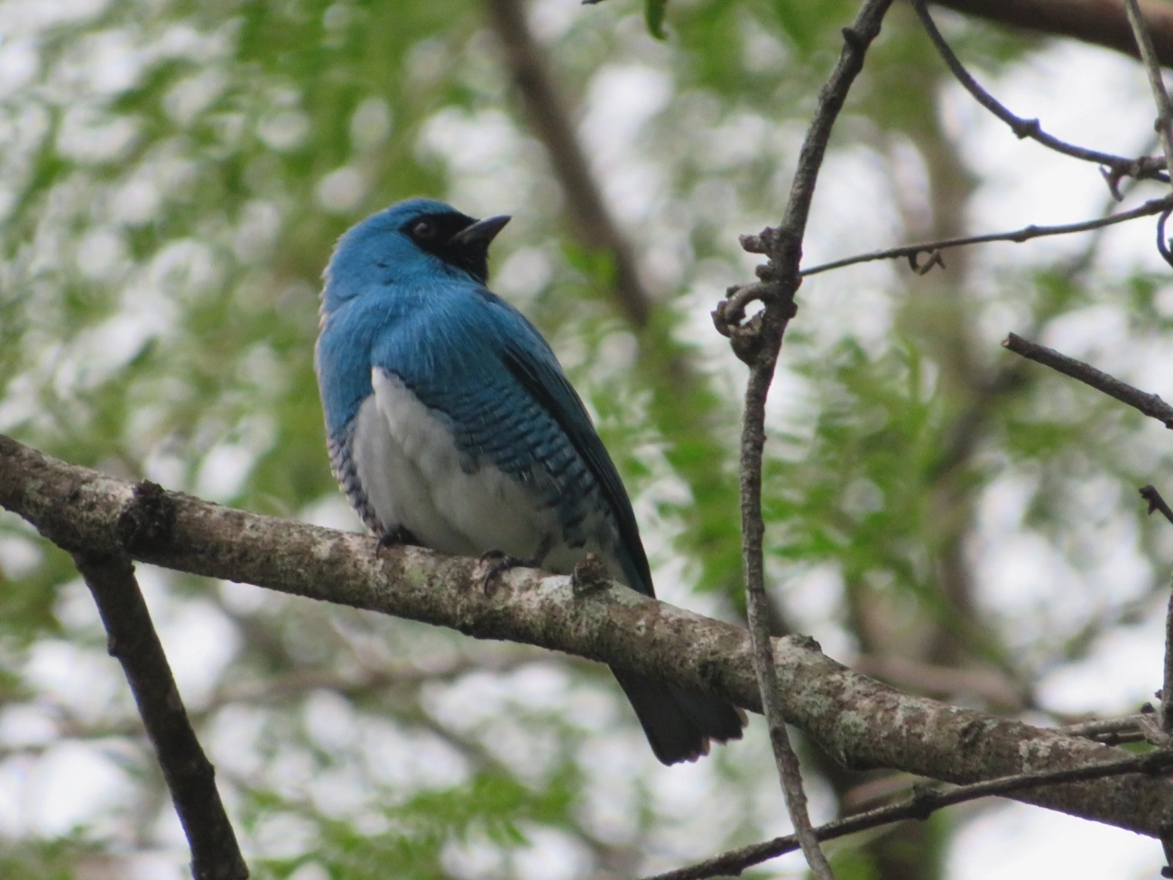 Saí-andorinha (Tersina viridis), aves, fotografado em Maresias, São Sebastião