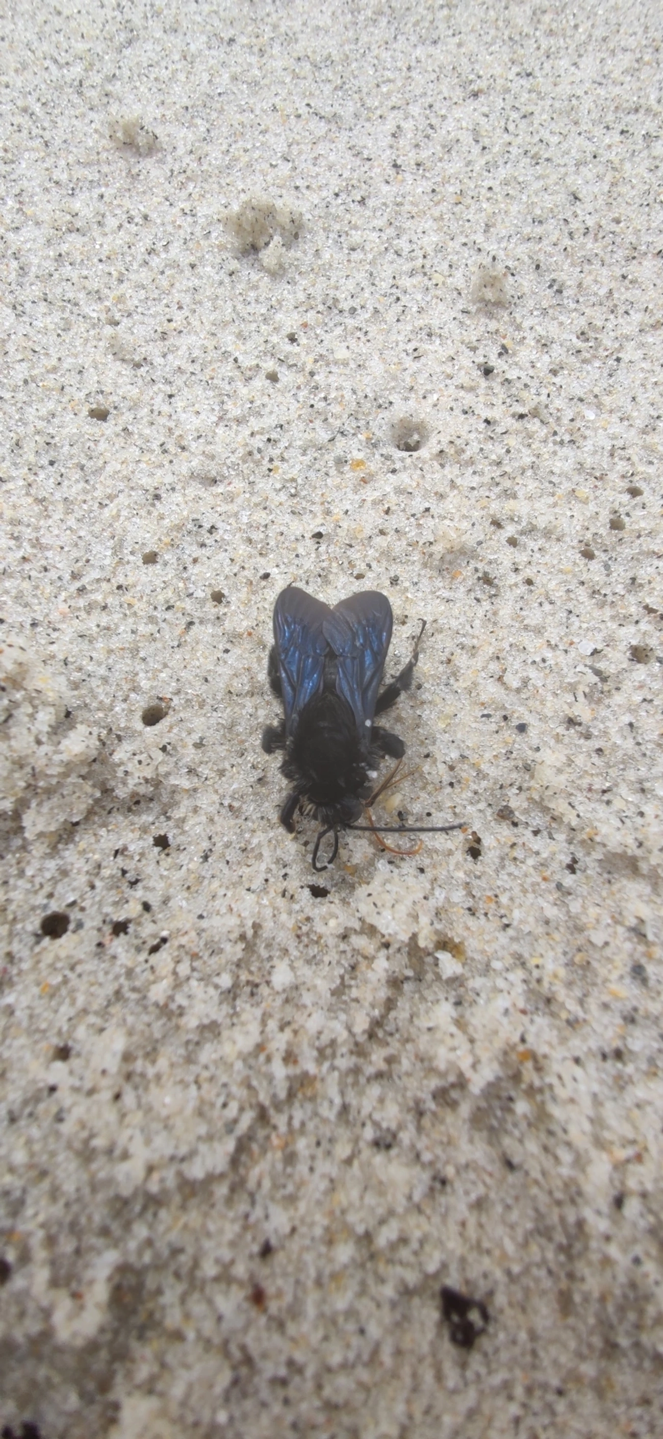 Thoracobombus, insetos, fotografado em Maresias, São Sebastião