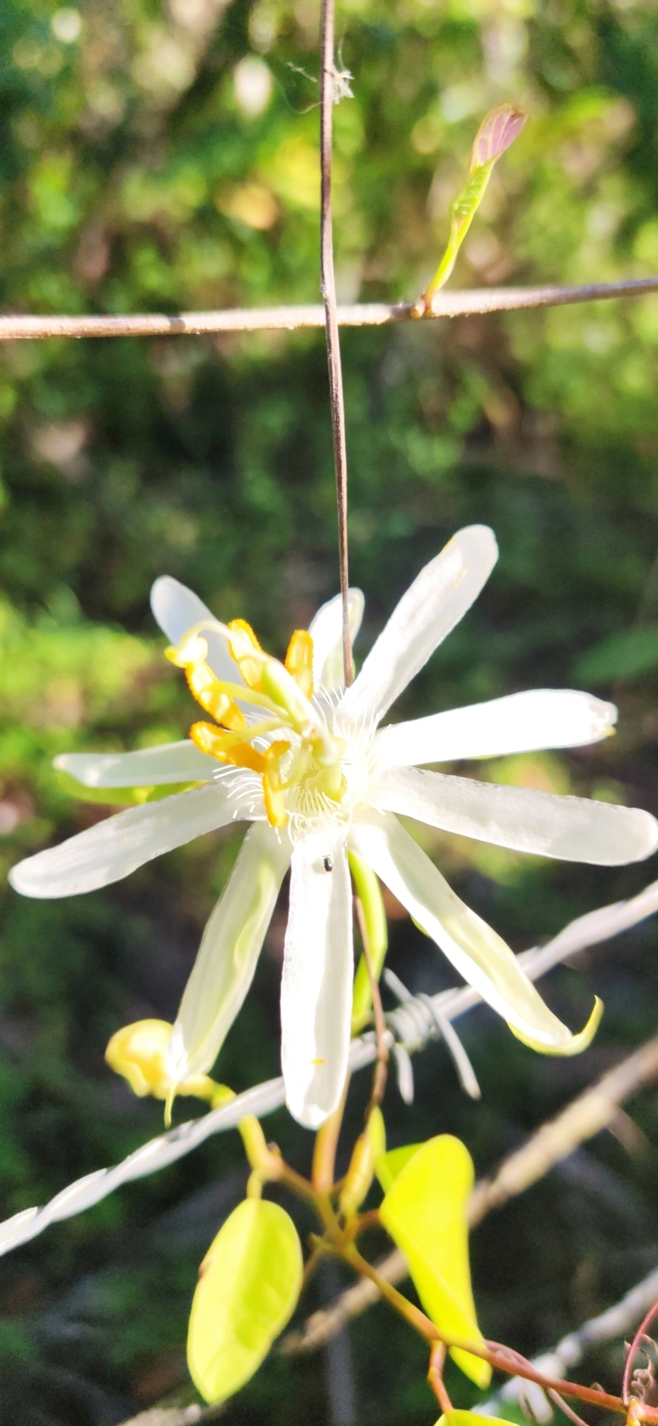 Maracujá-de-restinga (Passiflora mucronata), plantas, fotografado em Maresias, São Sebastião