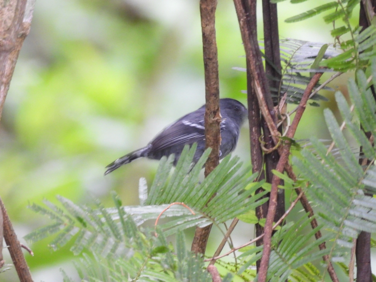 Choca-da-mata (Thamnophilus caerulescens), aves, fotografado em Catuçaba, São Luíz do Paraitinga