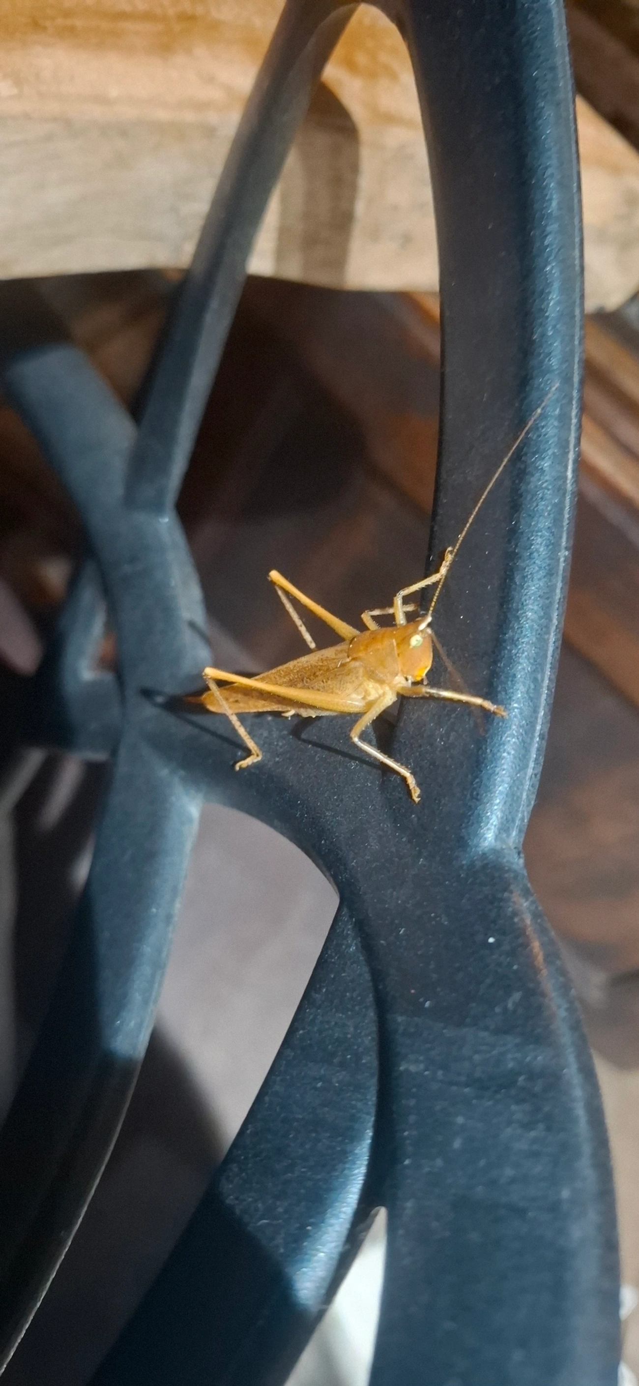 Neoconocephalus, insetos, fotografado em Queluz