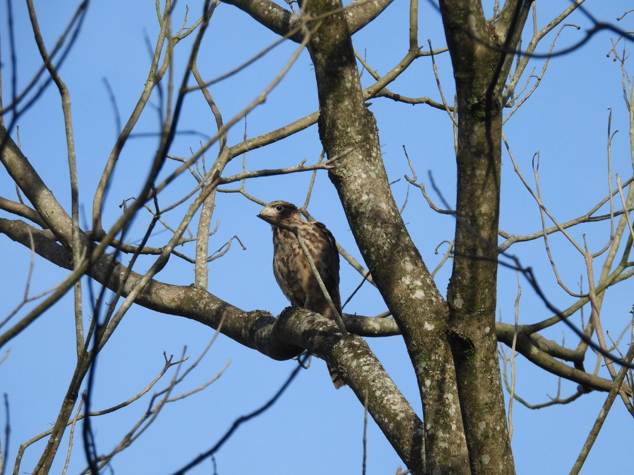 Carrapateiro (Daptrius chimachima), aves, fotografado em Queluz