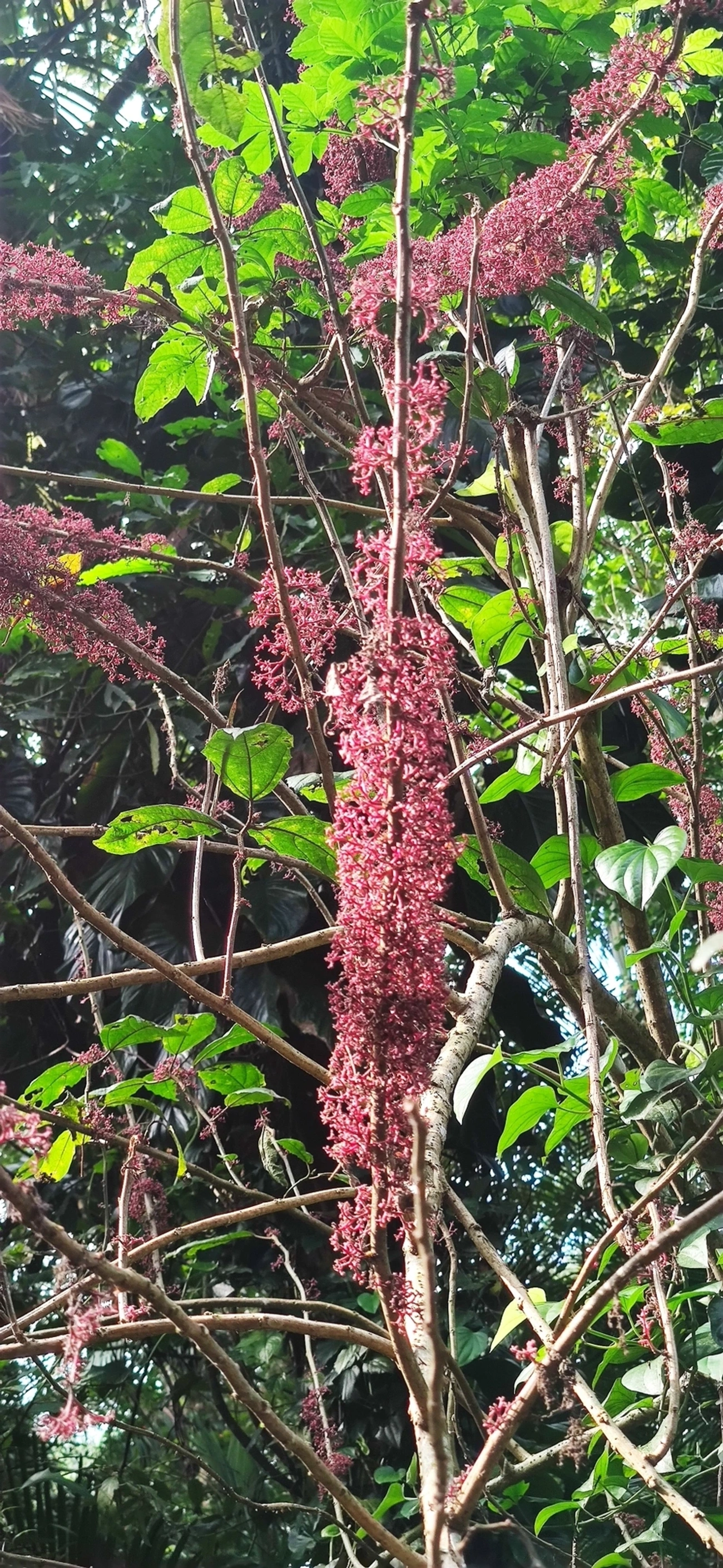 Urtiga-brava (Urera baccifera), plantas, fotografado em Camburí, São Sebastião