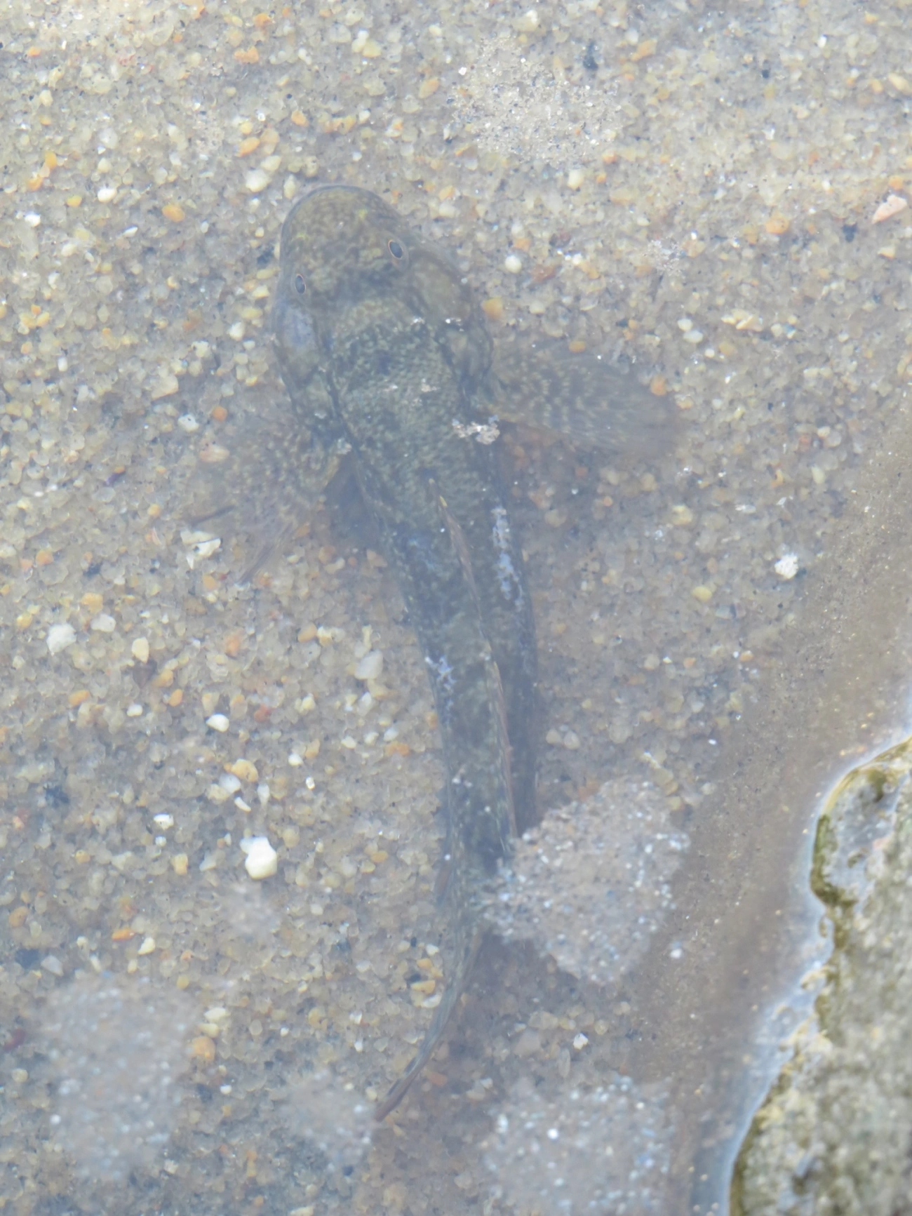 Bathygobius, peixes, fotografado em Maresias, São Sebastião