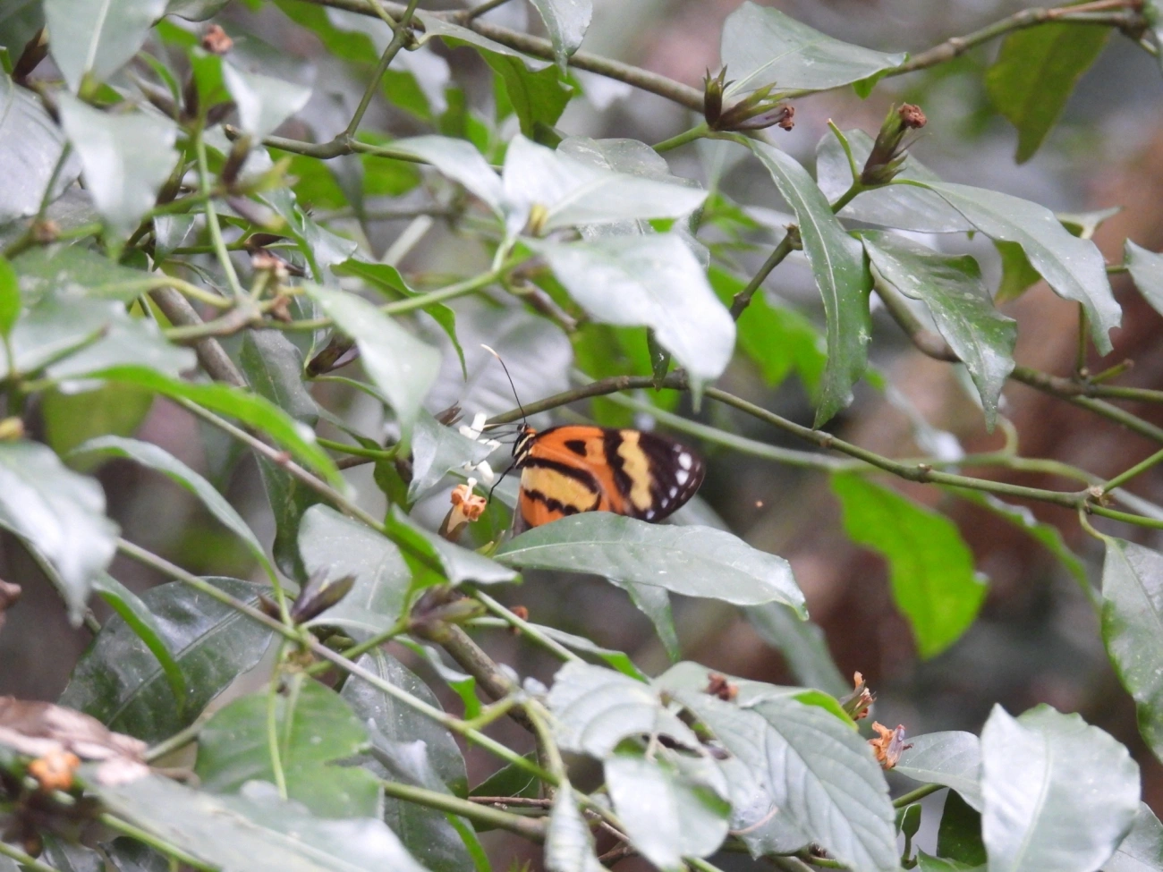 Borboleta-vidro (Pagyris euryanassa), insetos, fotografado em Cabreúva