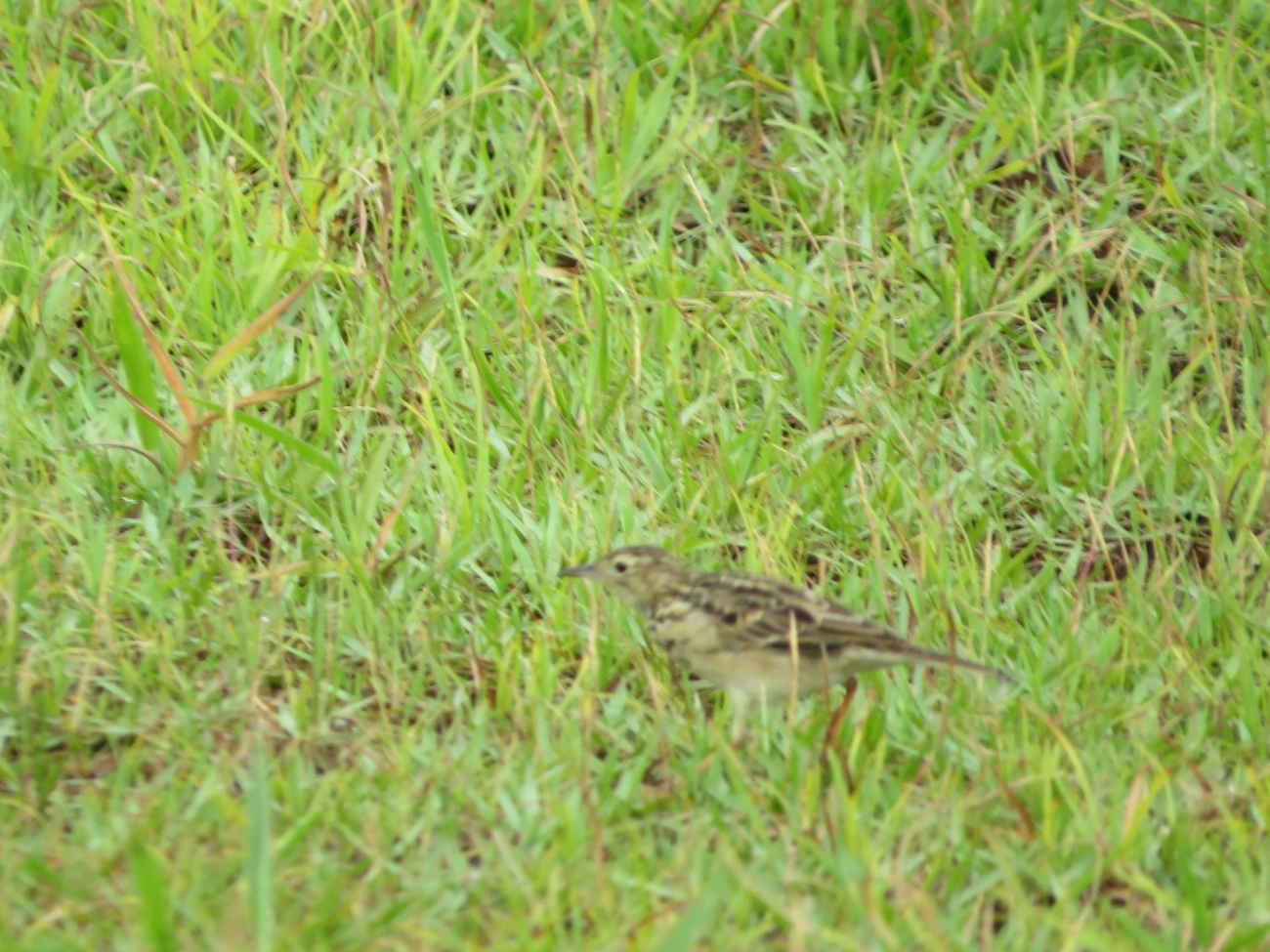 Caminheiro-zumbidor (Anthus chii), aves, fotografado em Maresias, São Sebastião