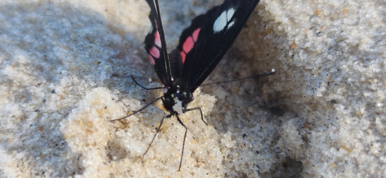 Branca-mimética (Archonias brassolis), insetos, fotografado em Maresias, São Sebastião