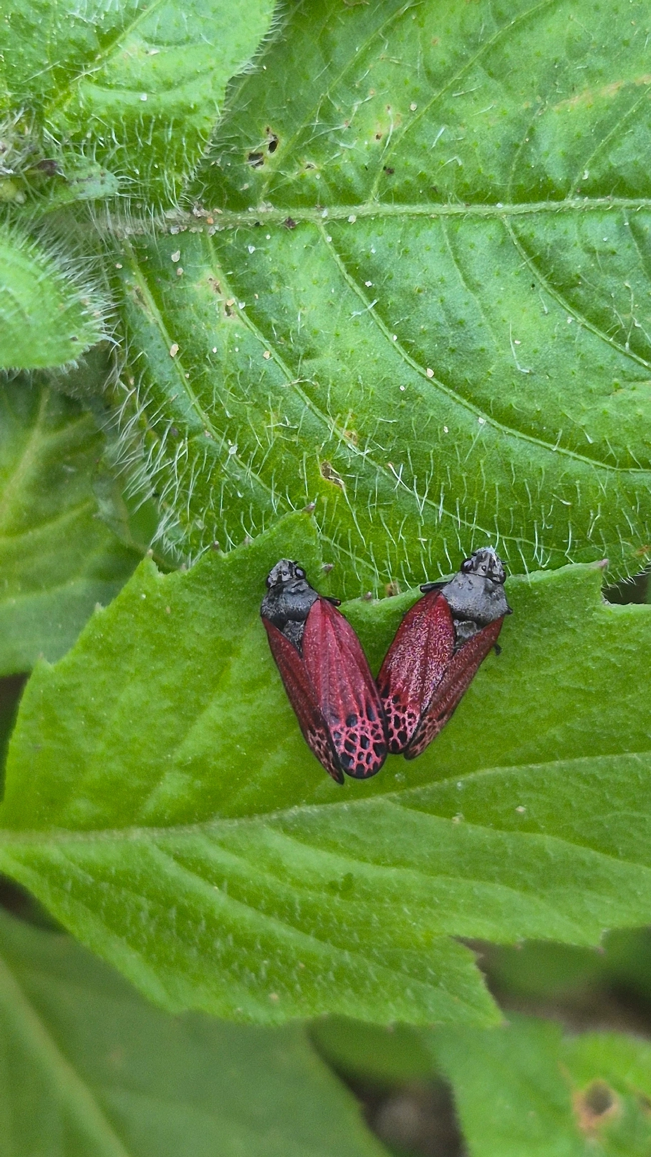 Cigarrinha-de-asa-vermelha (Mahanarva rubripennis), insetos, fotografado em Boiçucanga, São Sebastião