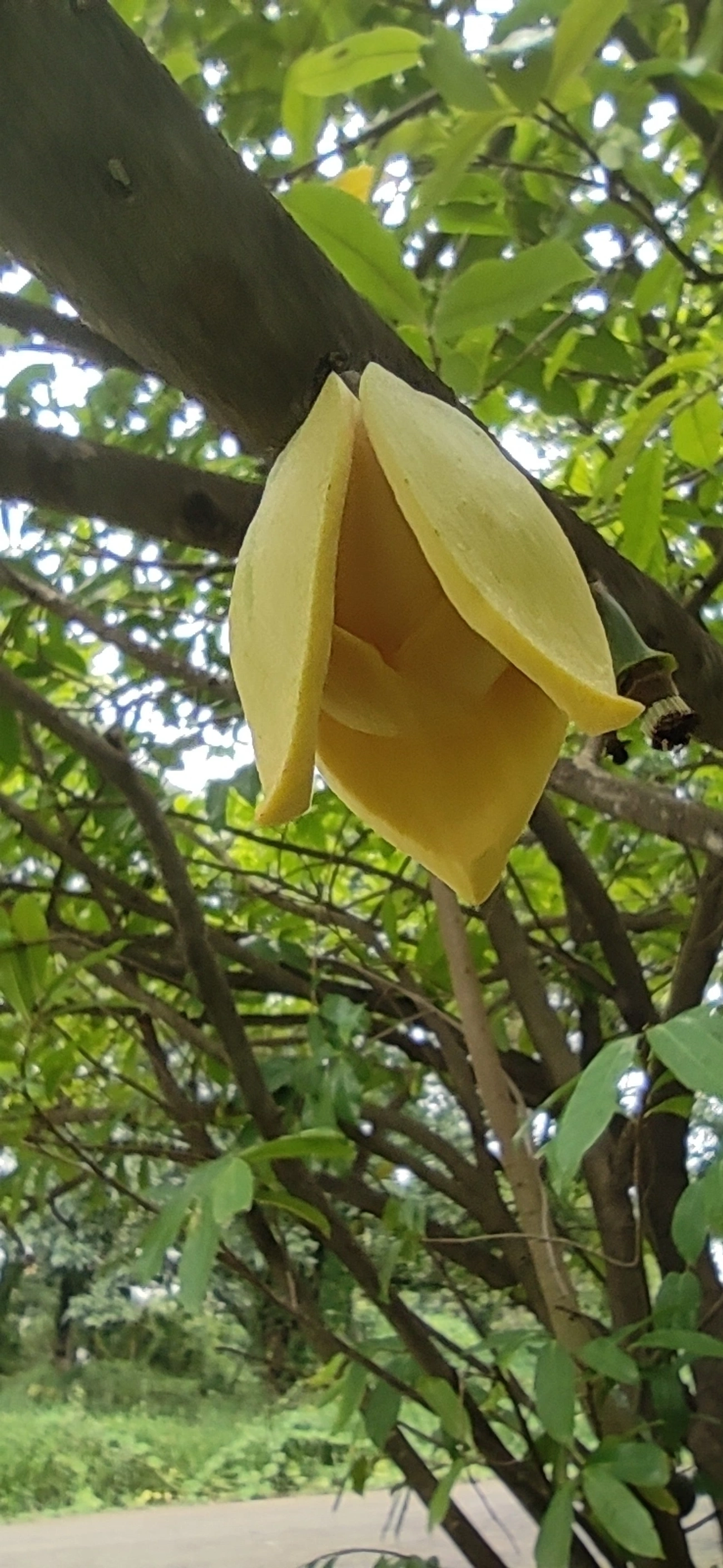 Marolo (Annona crassiflora), plantas, fotografado em Vila Santo Estevão, São Paulo