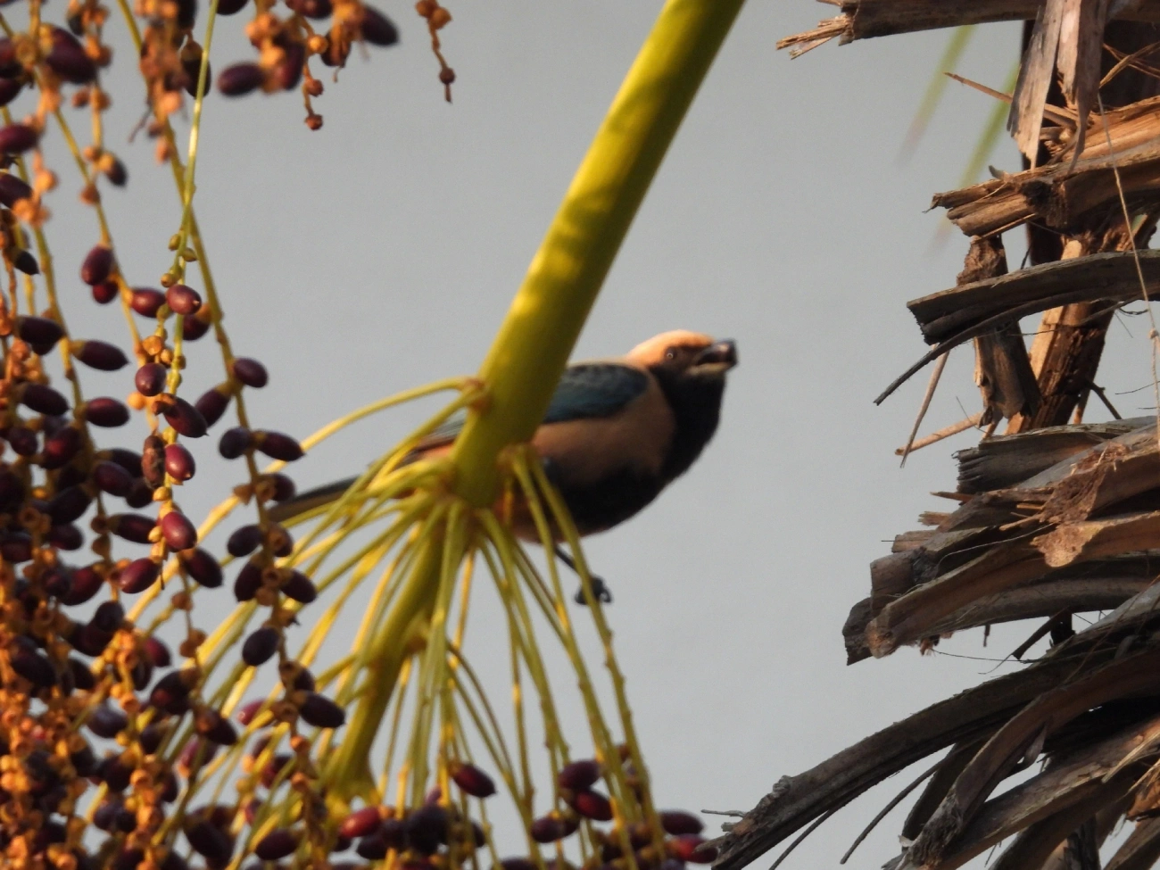 Saíra-amarela (Stilpnia cayana), aves, fotografado em Rua Coronel João Leme, Bragança Paulista